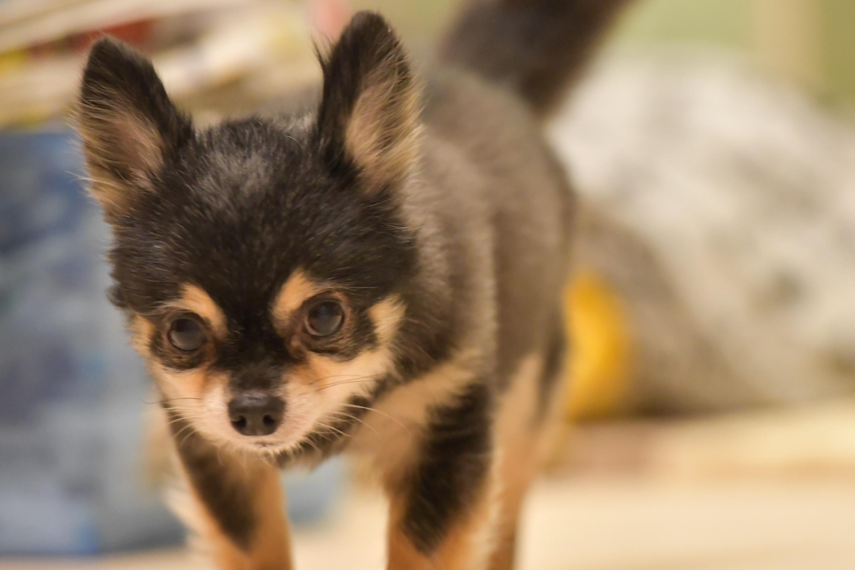 わんにゃんサイトの犬の写真