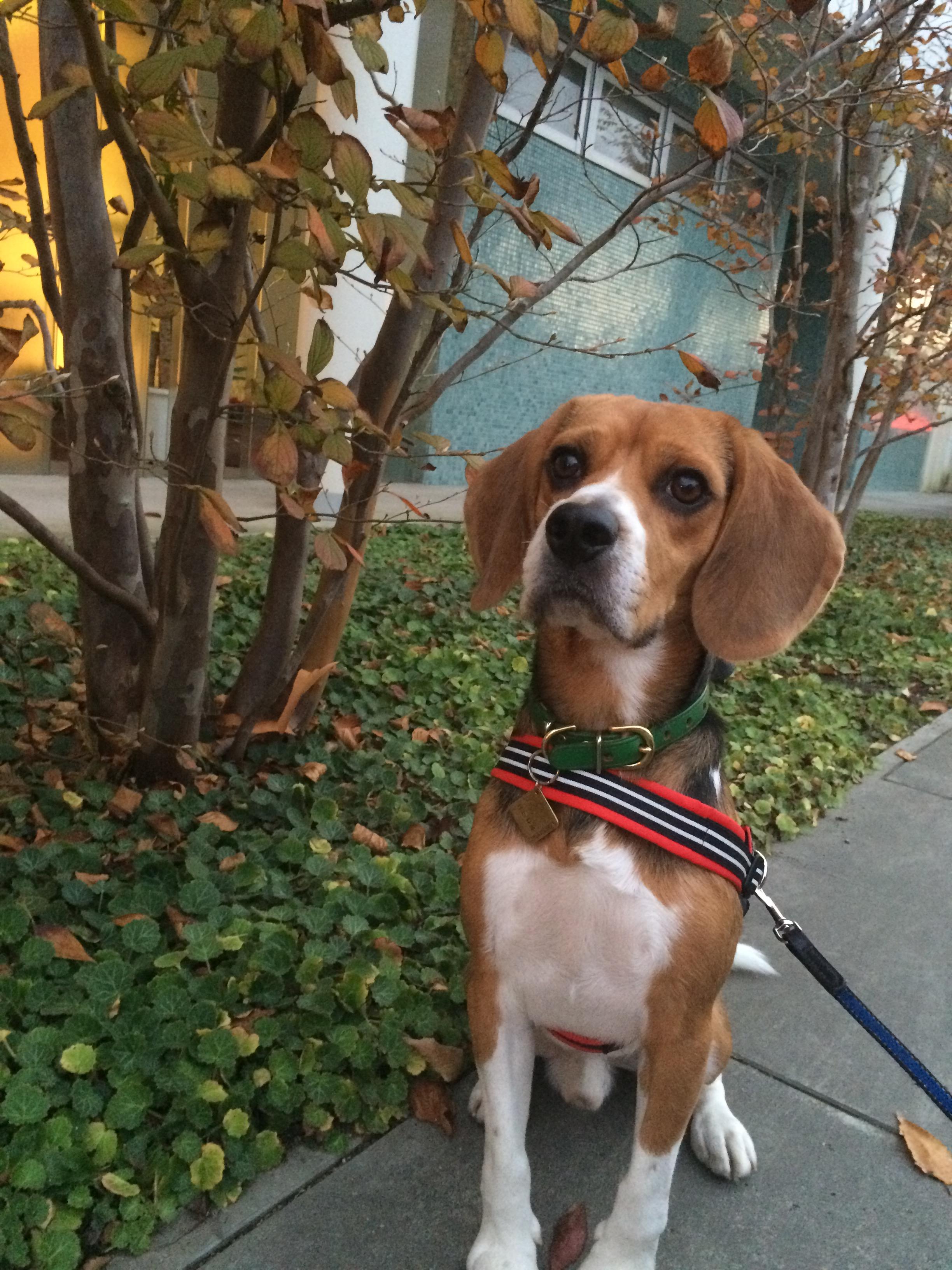 わんにゃんサイトの犬の写真