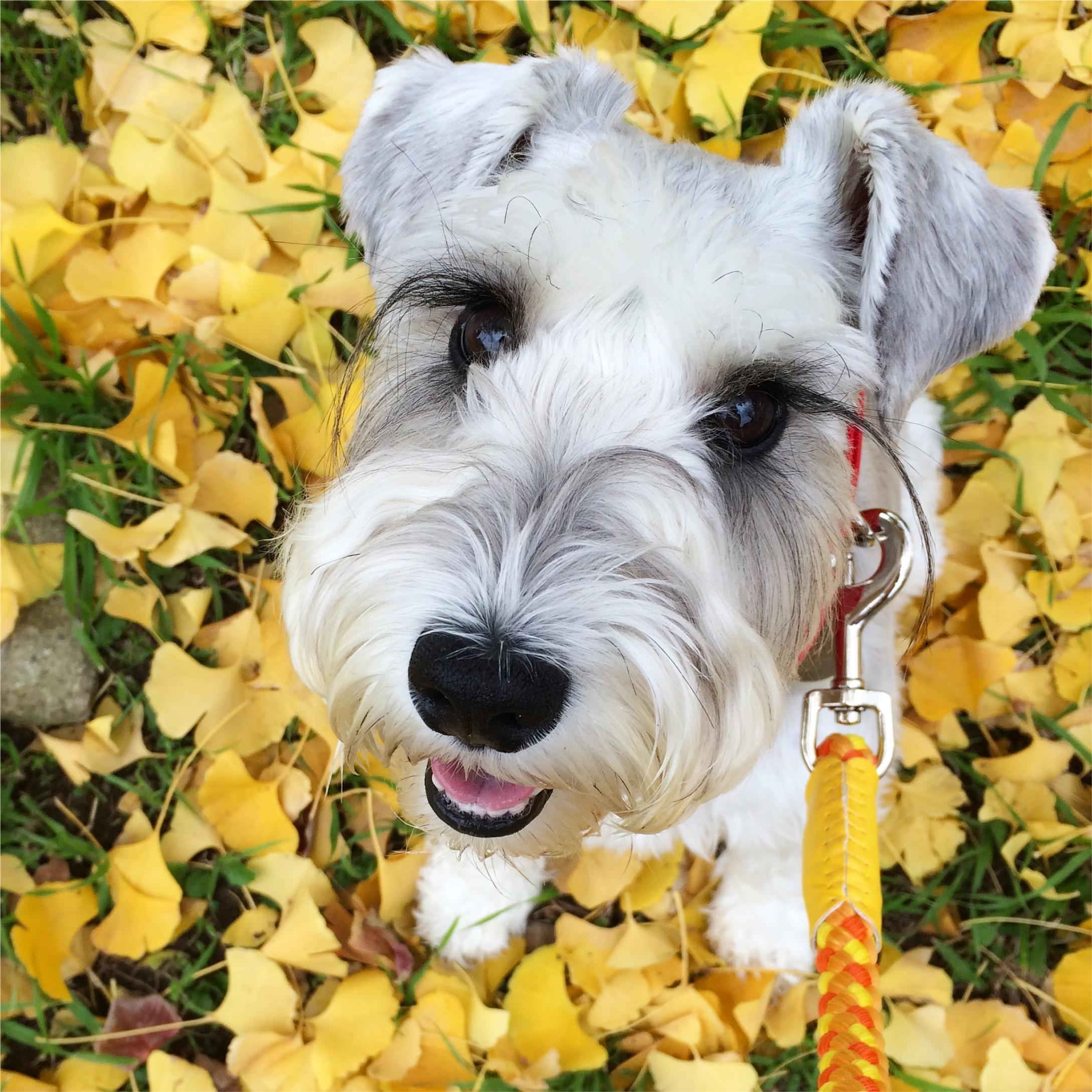 わんにゃんサイトの犬の写真