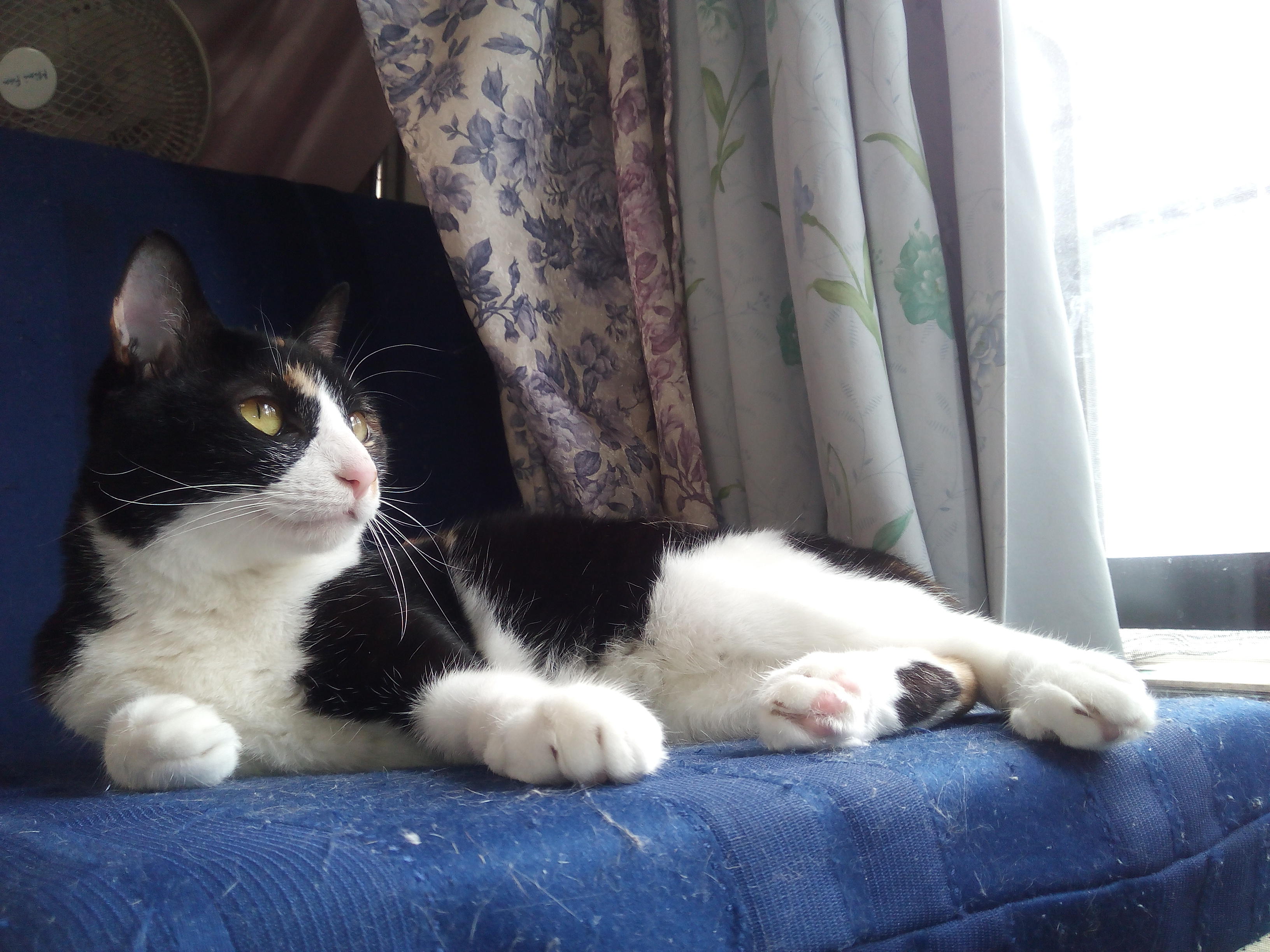 わんにゃんサイトの猫の写真