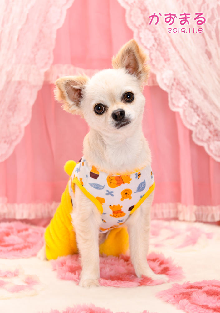 わんにゃんサイトの犬の写真