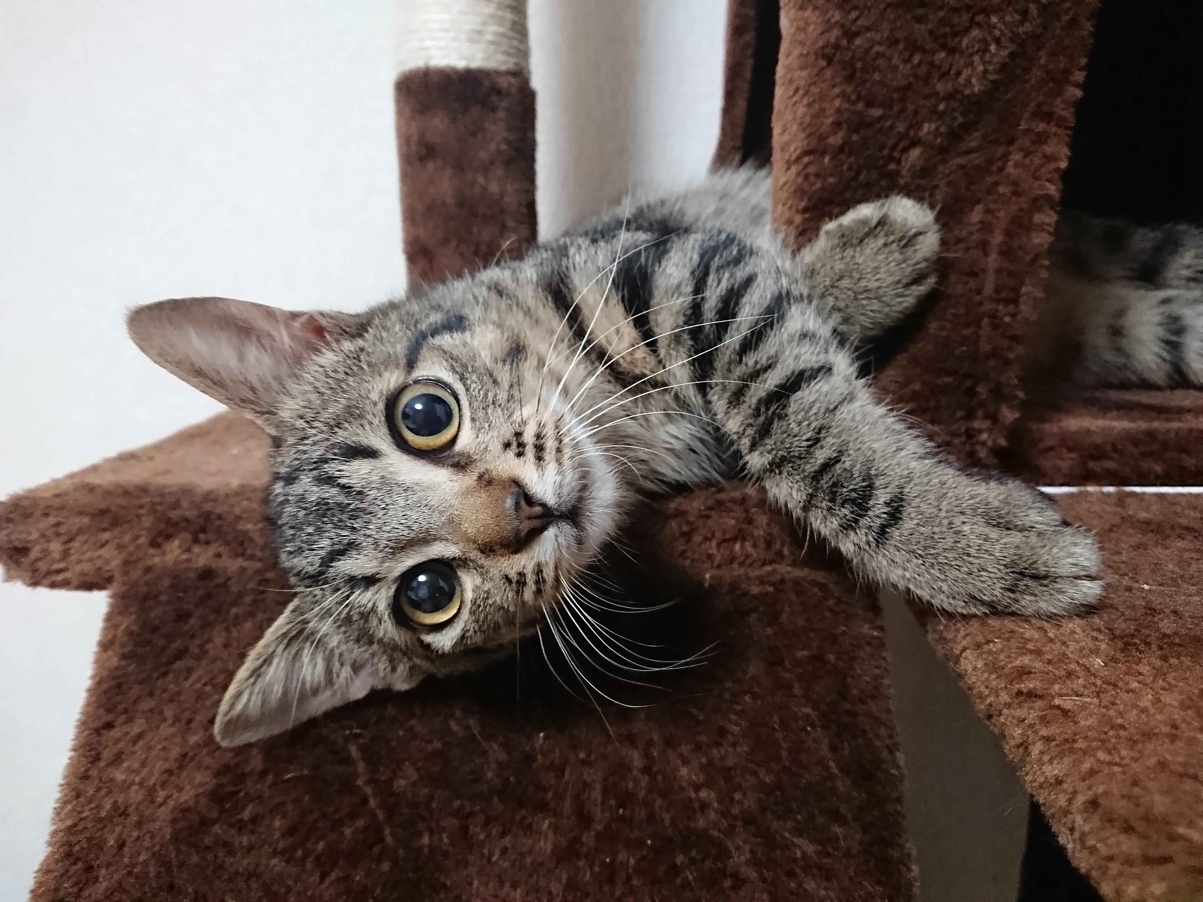 わんにゃんサイトの猫の写真