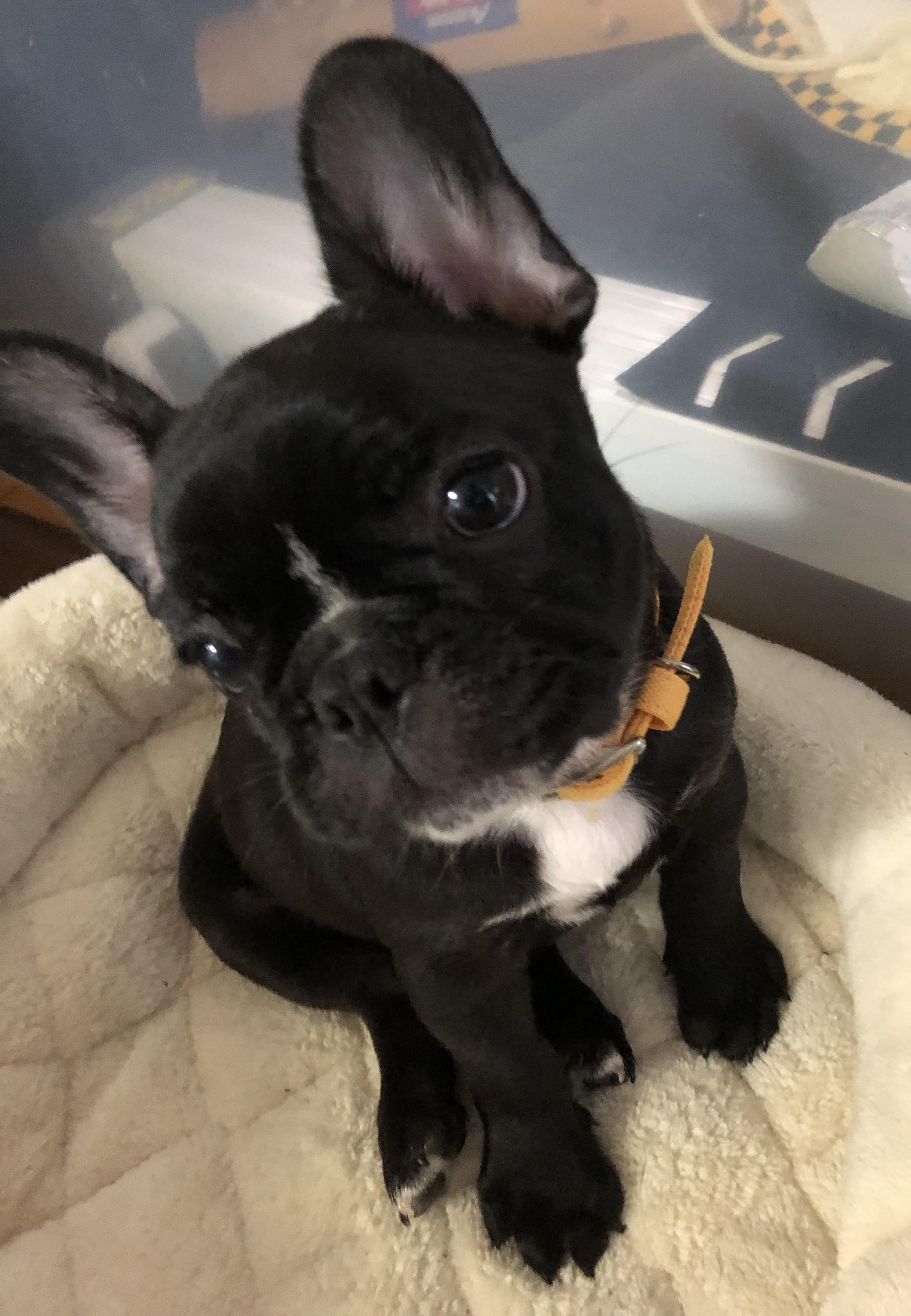 わんにゃんサイトの犬の写真