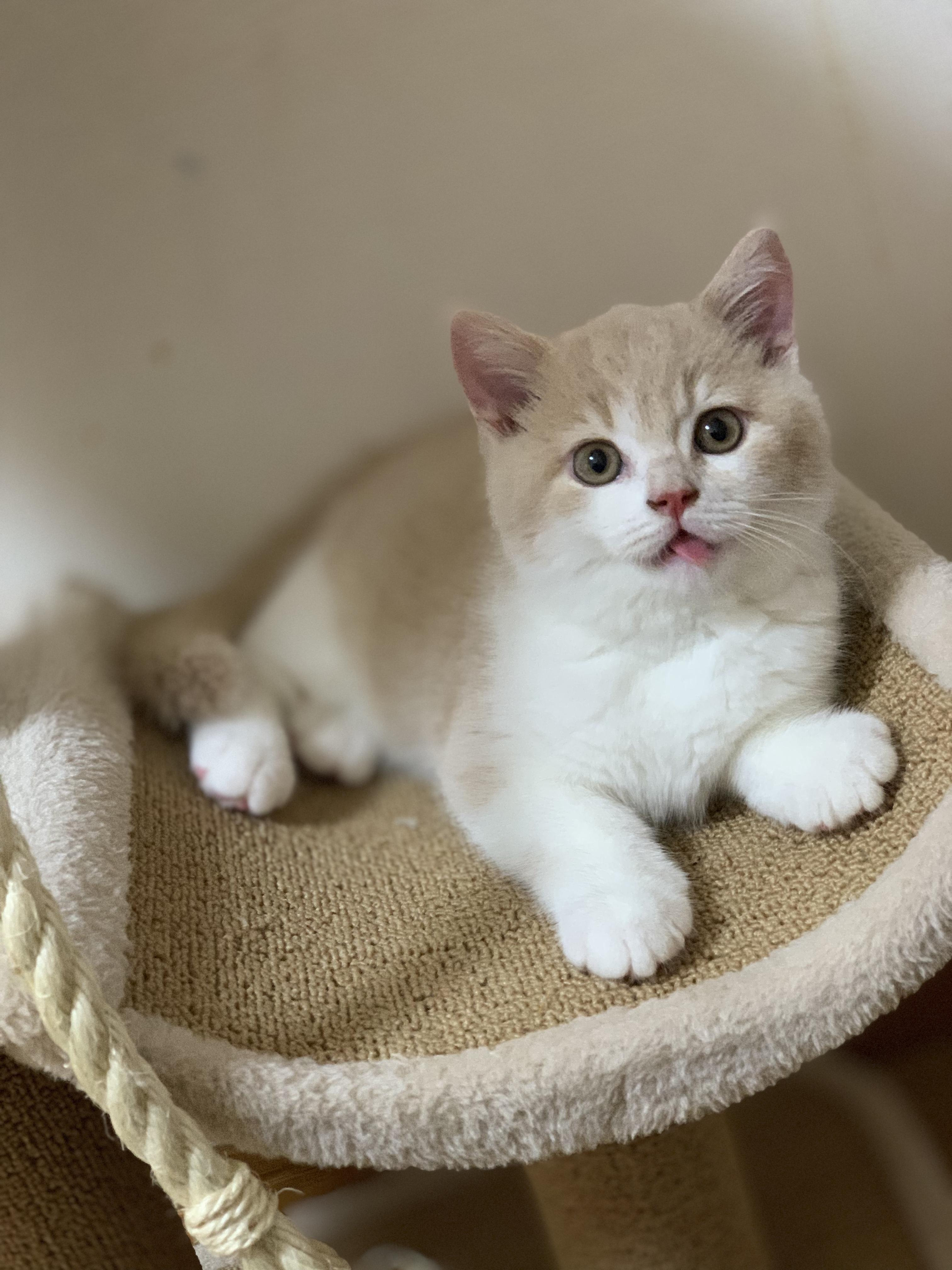 わんにゃんサイトの猫の写真