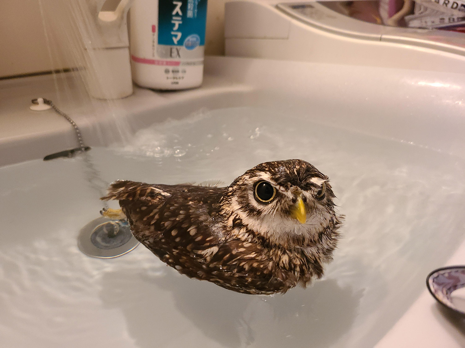 わんにゃんサイトのその他の写真