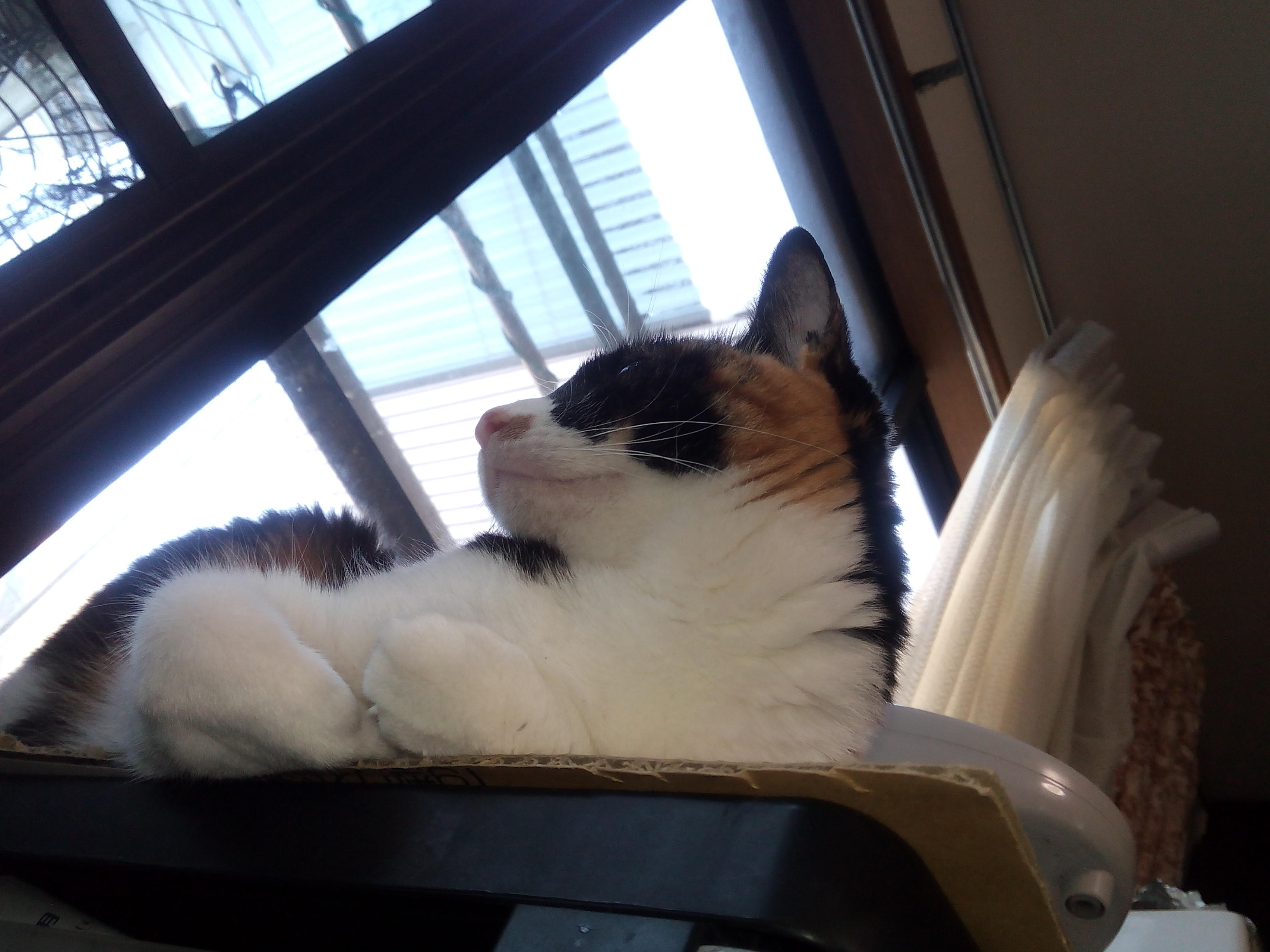 わんにゃんサイトの猫の写真