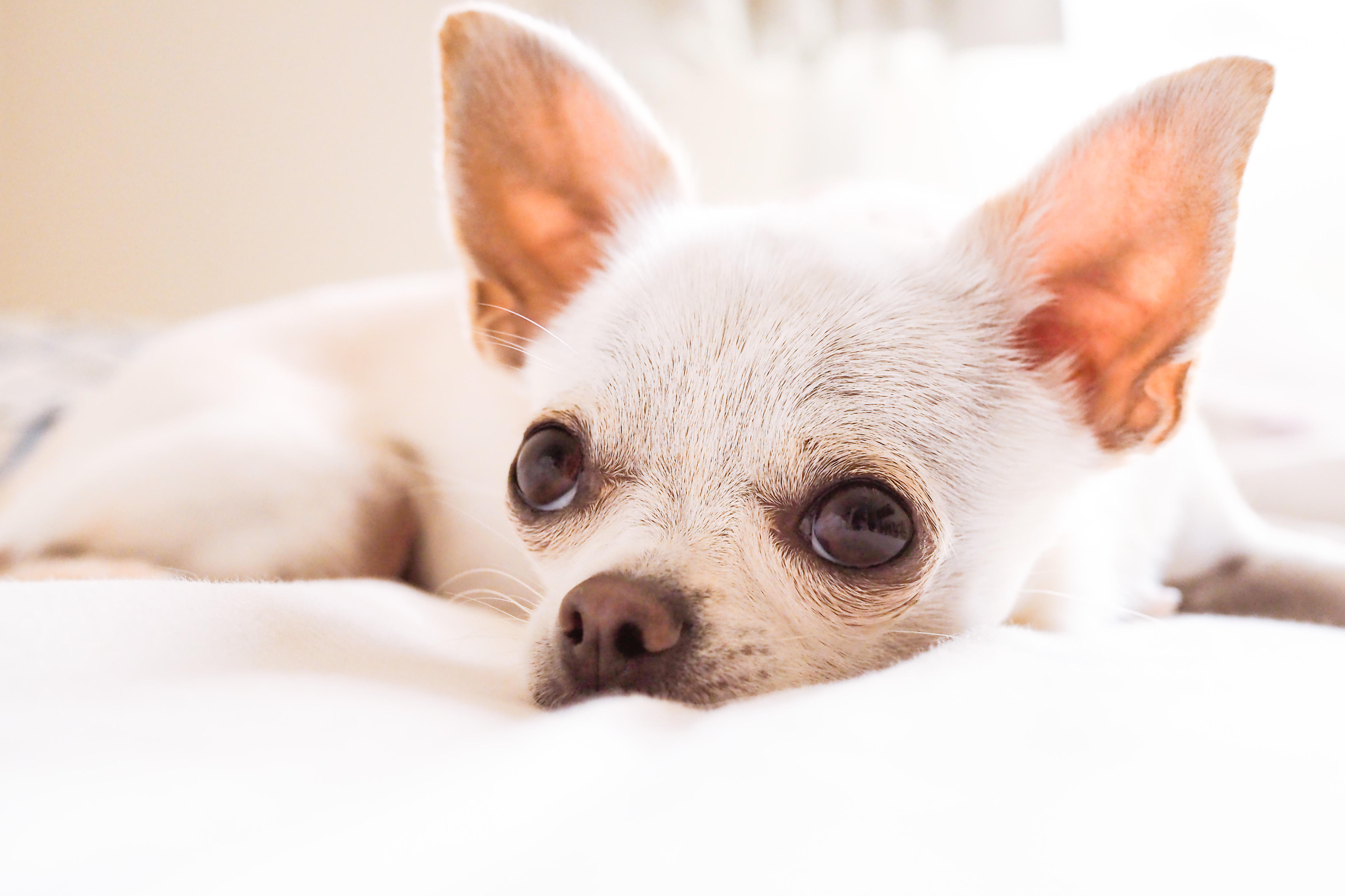 わんにゃんサイトの犬の写真