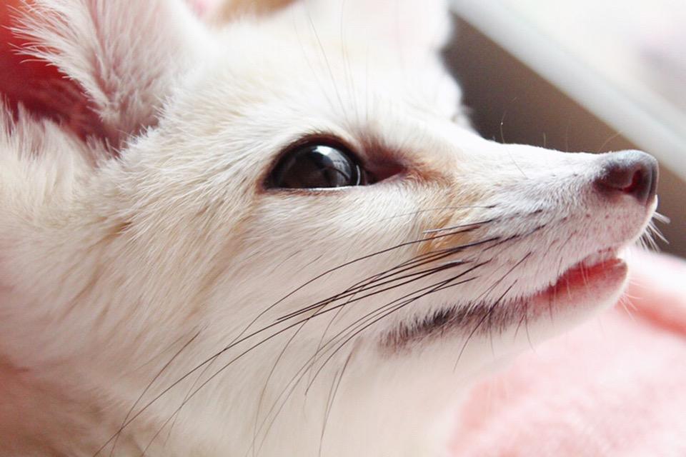 わんにゃんサイトのその他の写真