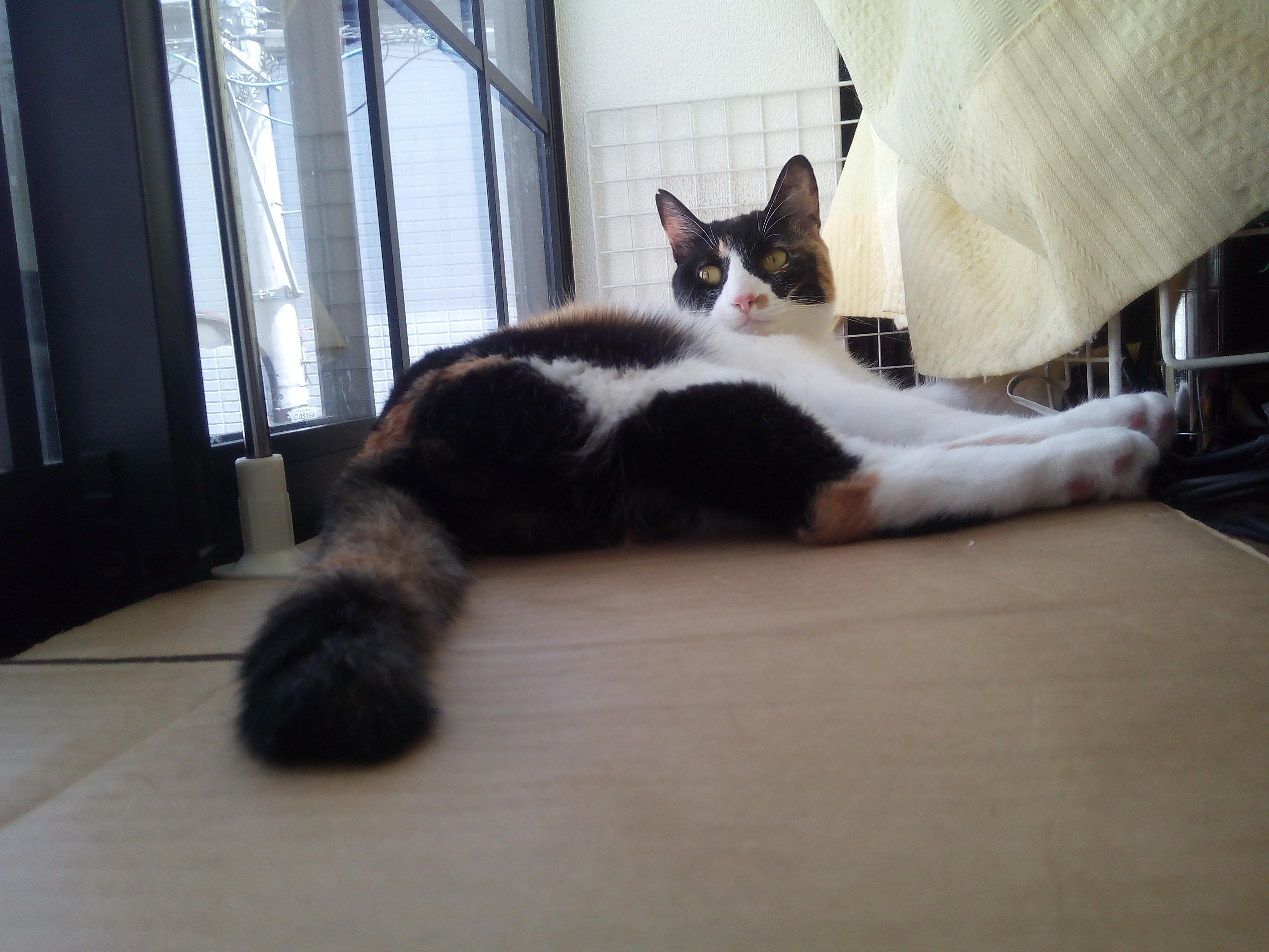 わんにゃんサイトの猫の写真