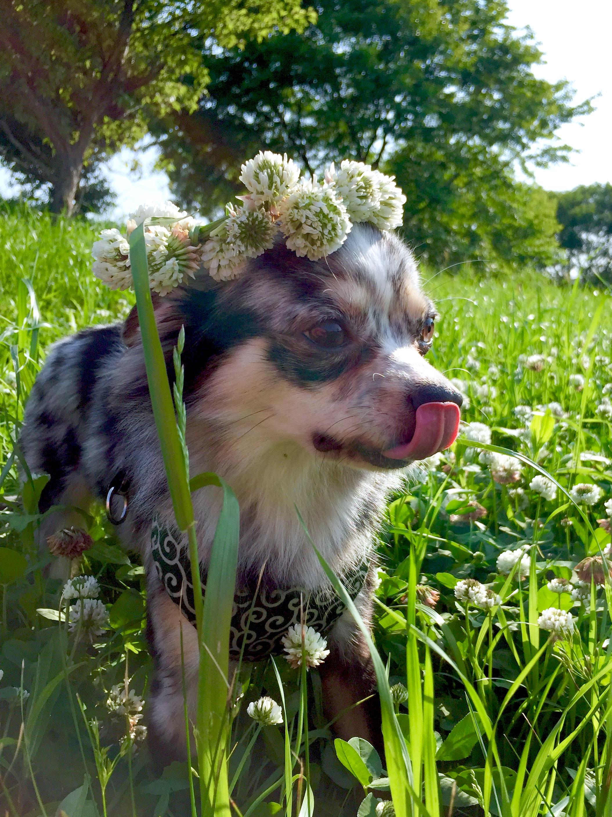 わんにゃんサイトの犬の写真