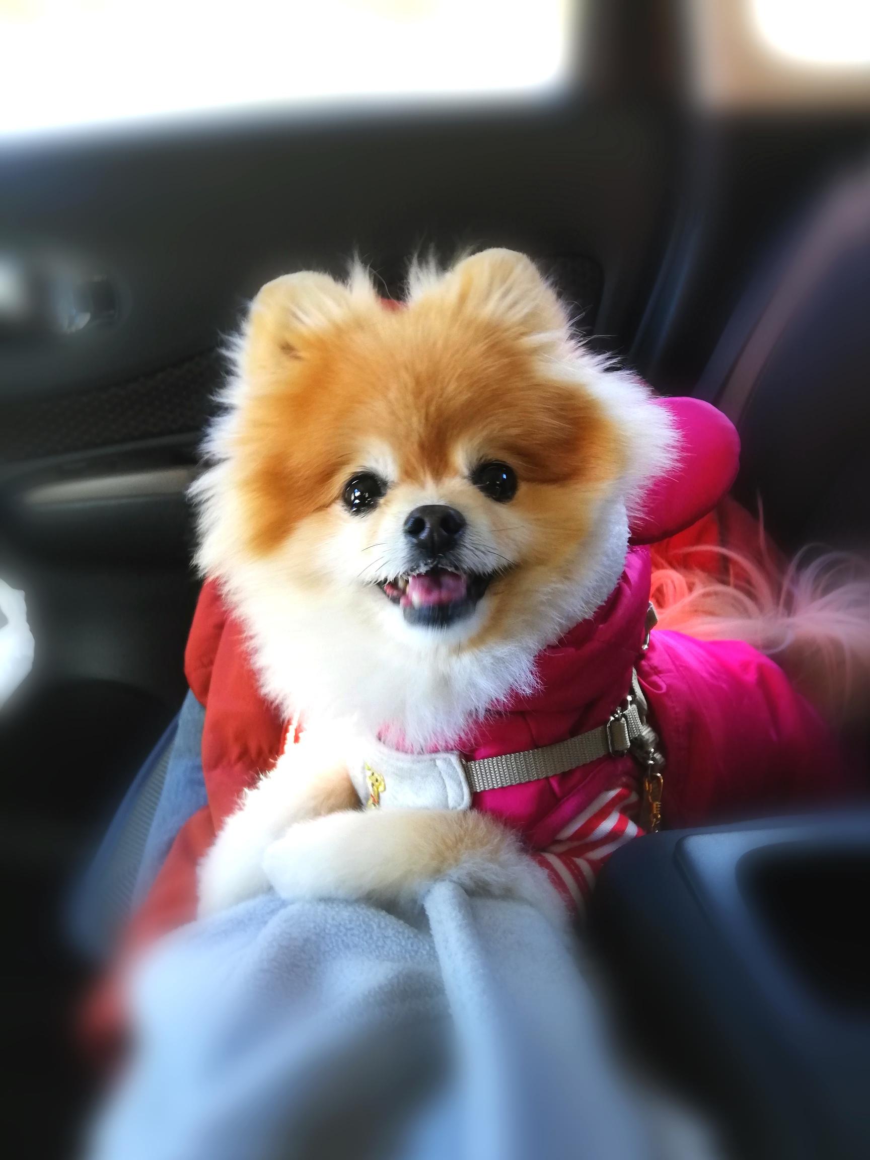 わんにゃんサイトの犬の写真