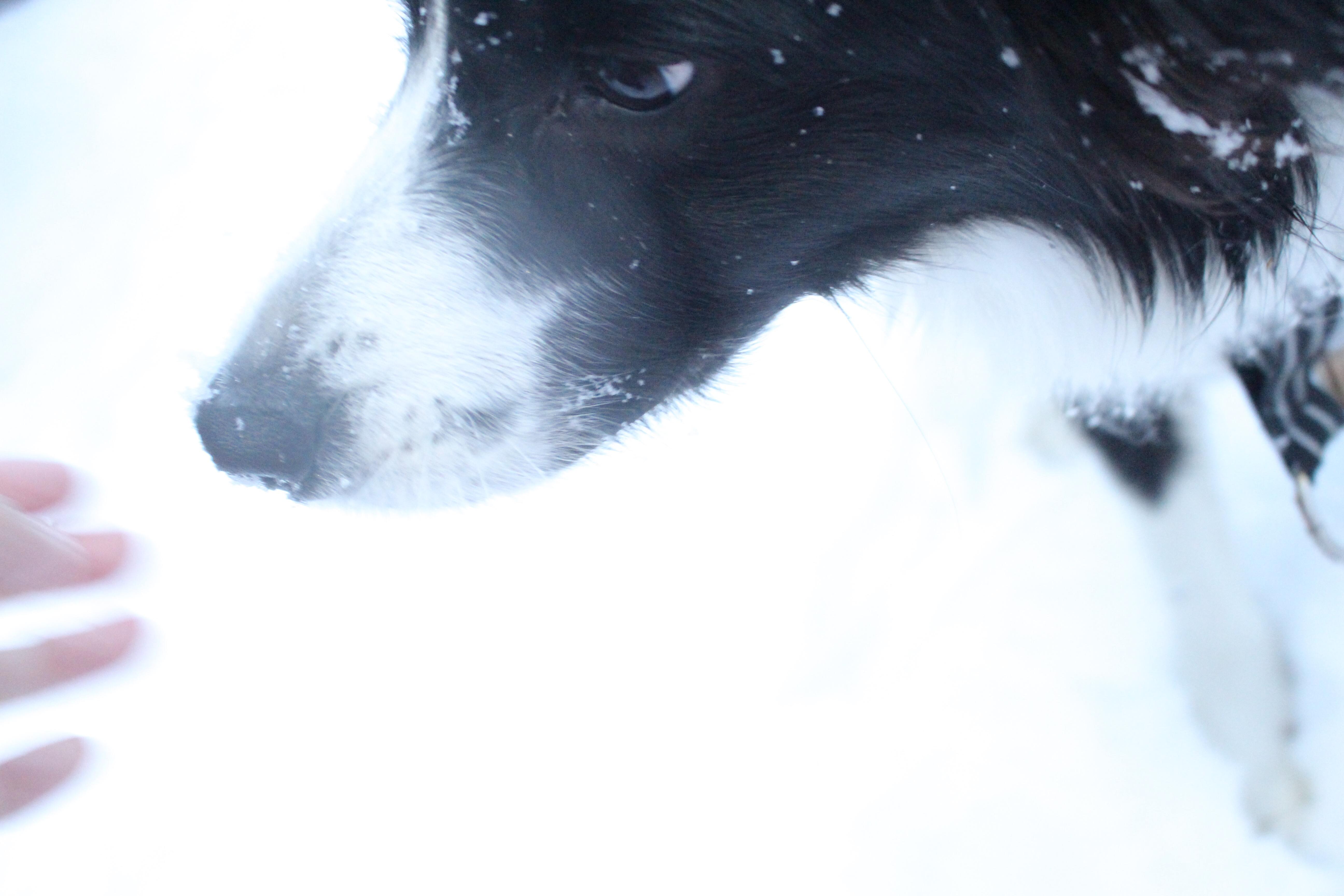 わんにゃんサイトの犬の写真