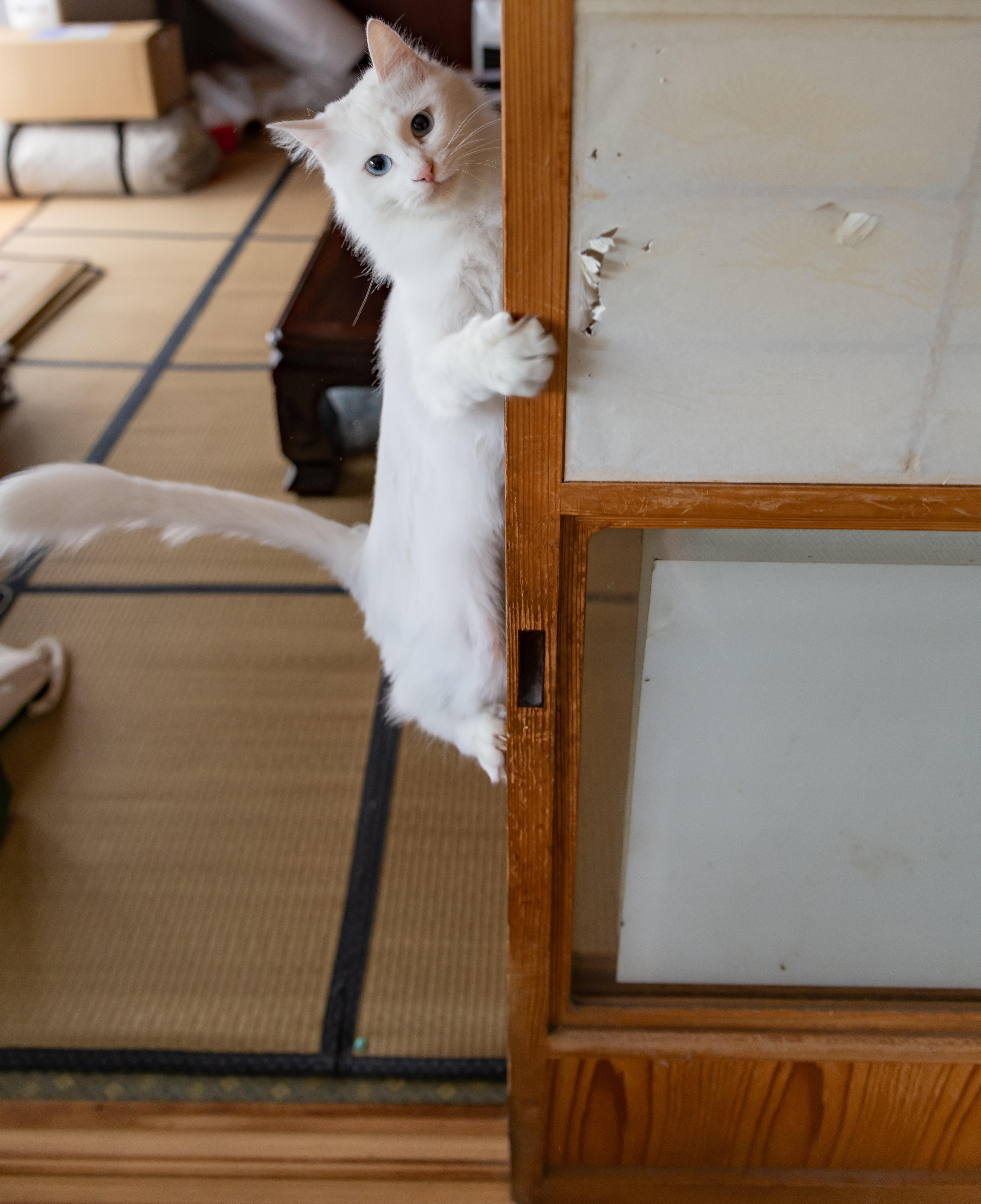 わんにゃんサイトの猫の写真