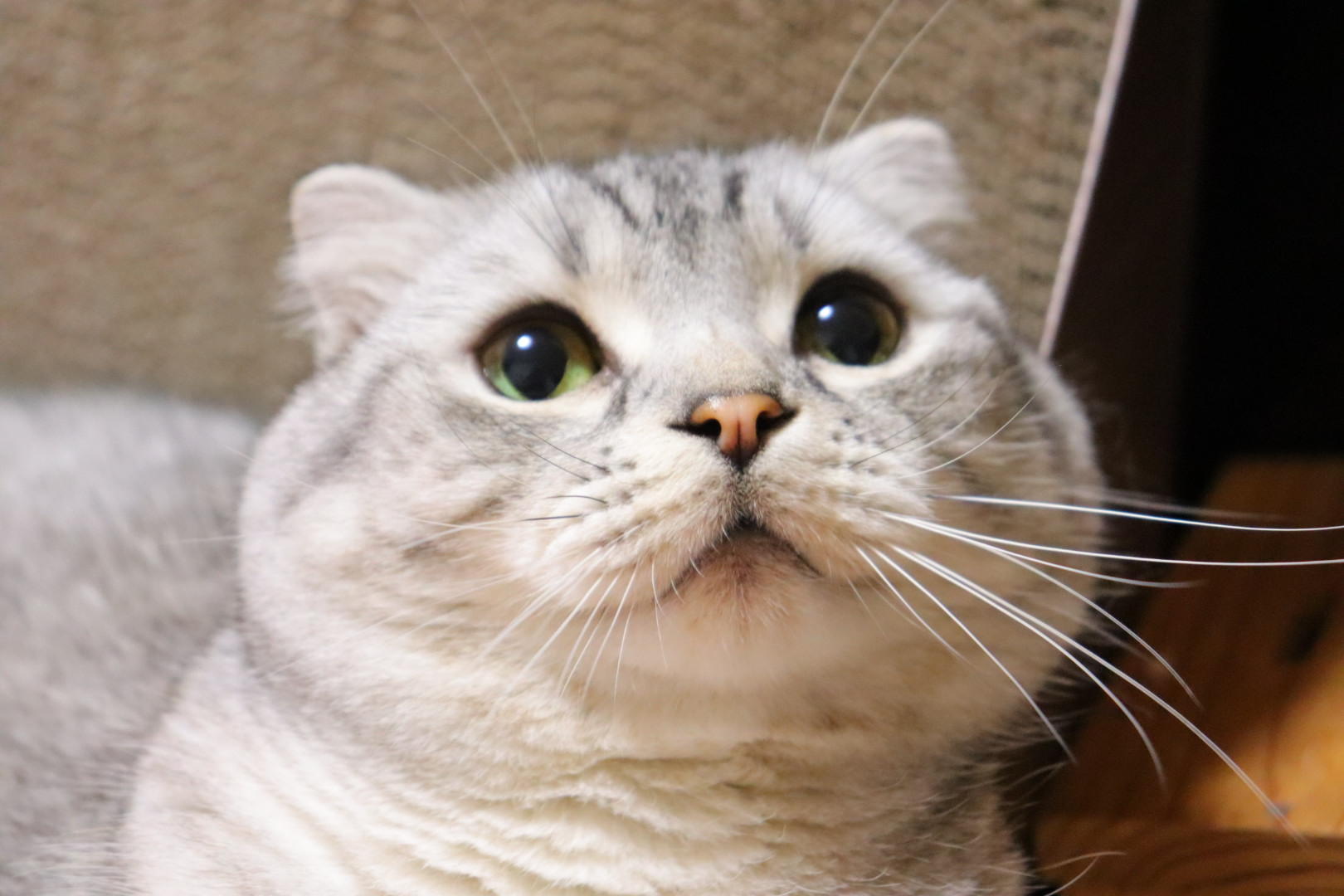 わんにゃんサイトの猫の写真