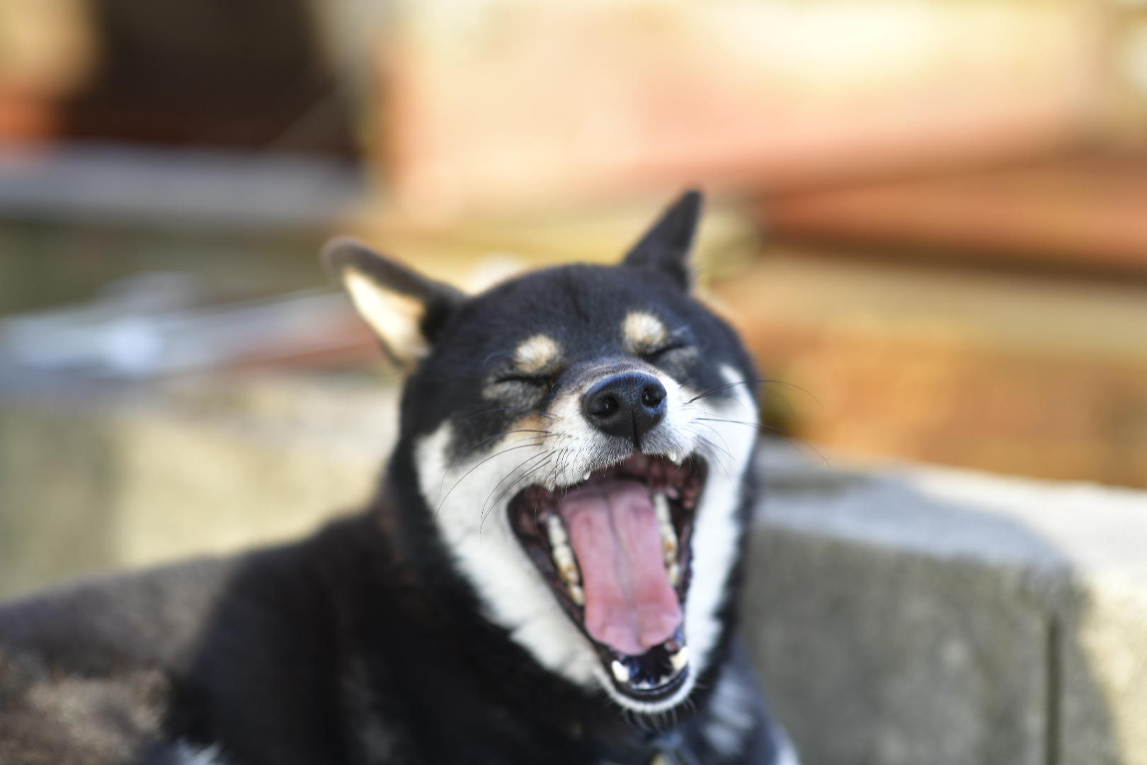 わんにゃんサイトの犬の写真