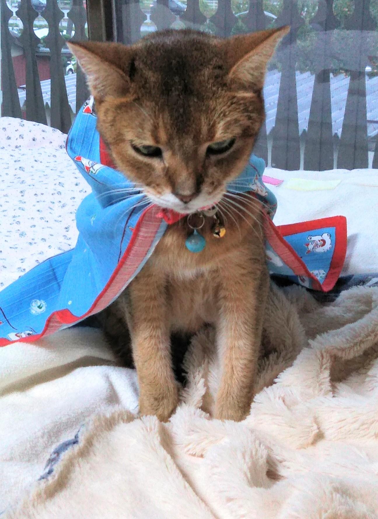 わんにゃんサイトの猫の写真