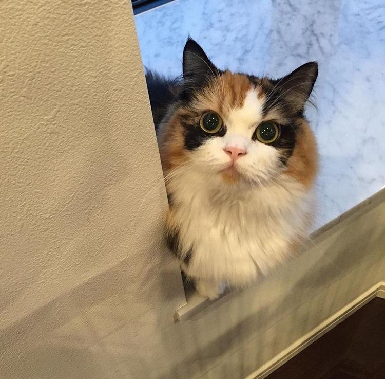 わんにゃんサイトの猫の写真