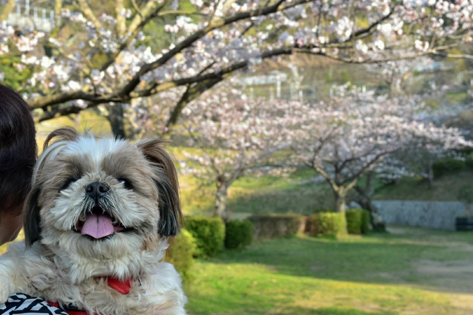 わんにゃんサイトの犬の写真