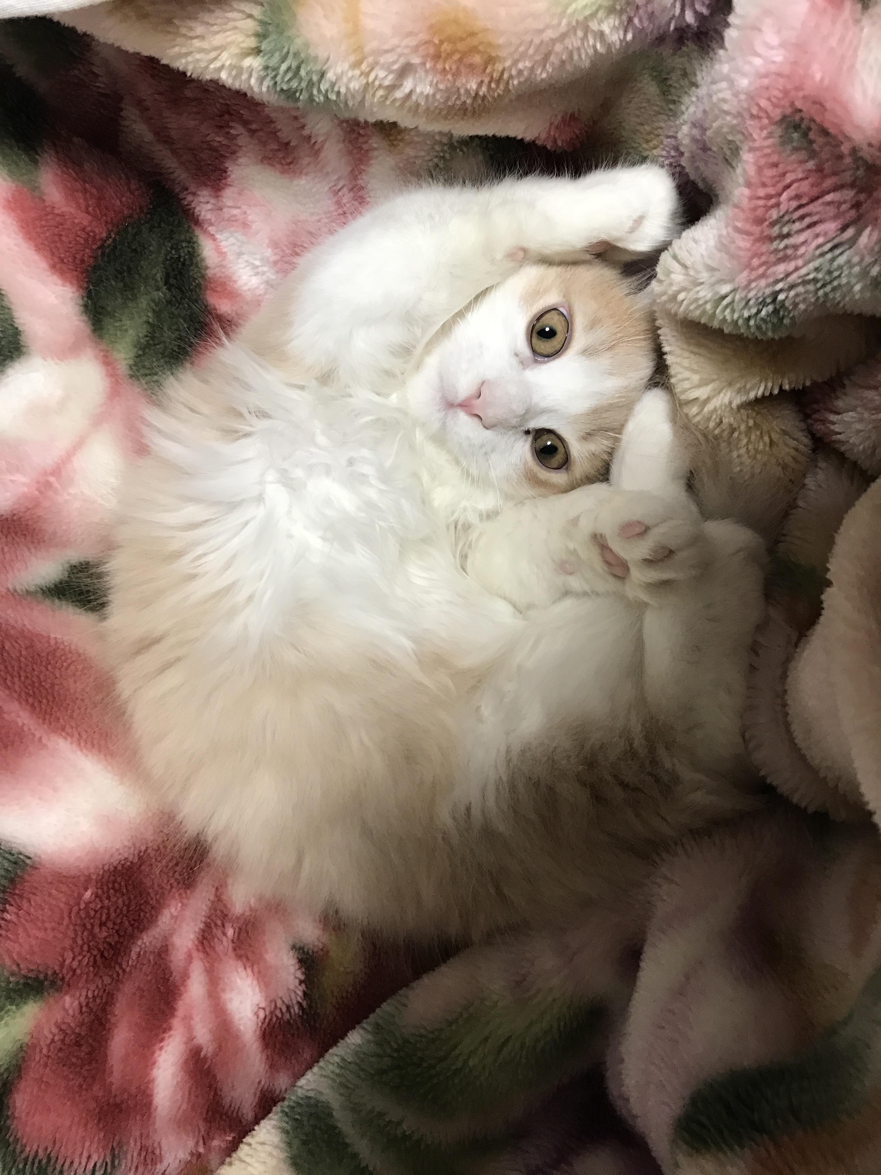 わんにゃんサイトの猫の写真