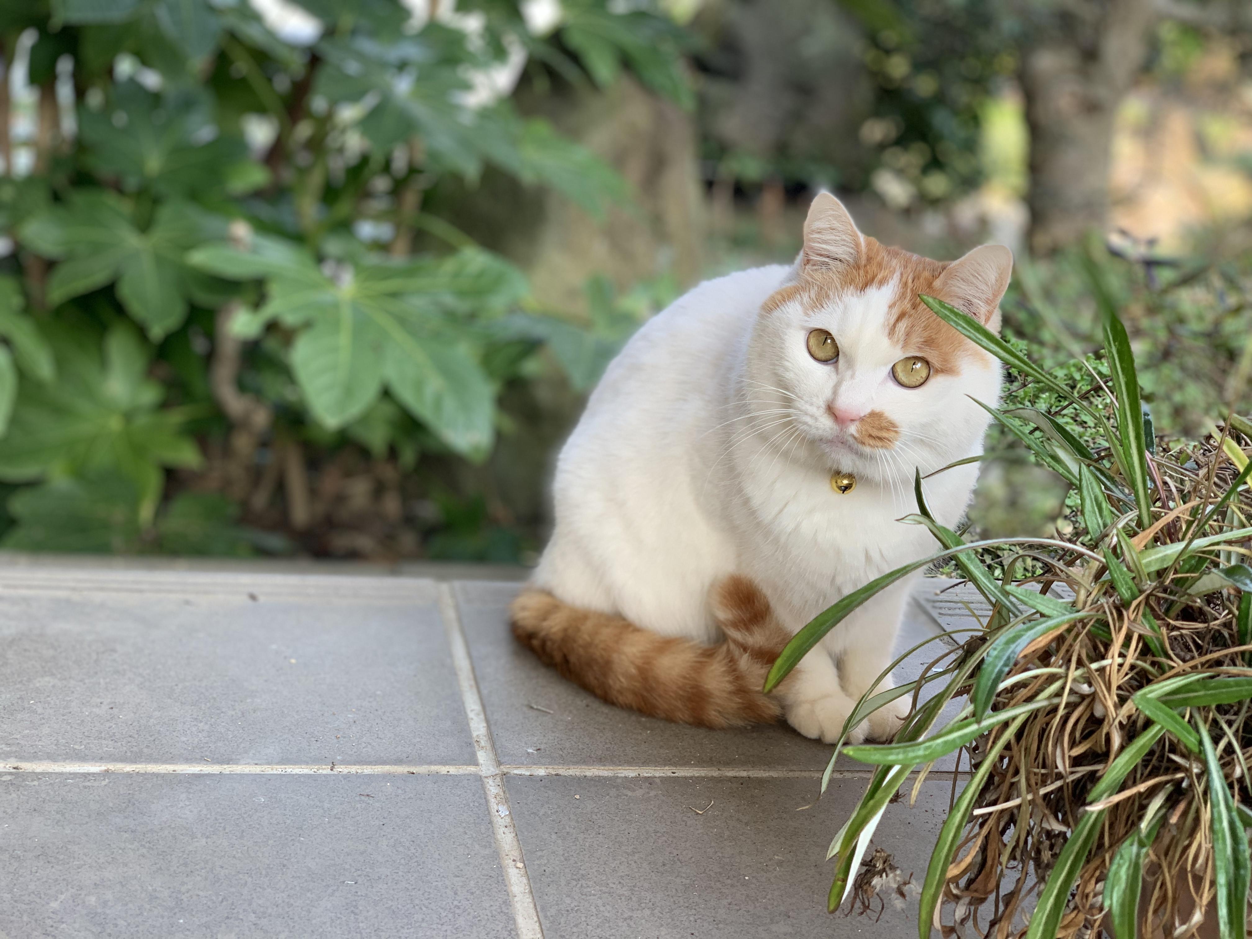 わんにゃんサイトの猫の写真