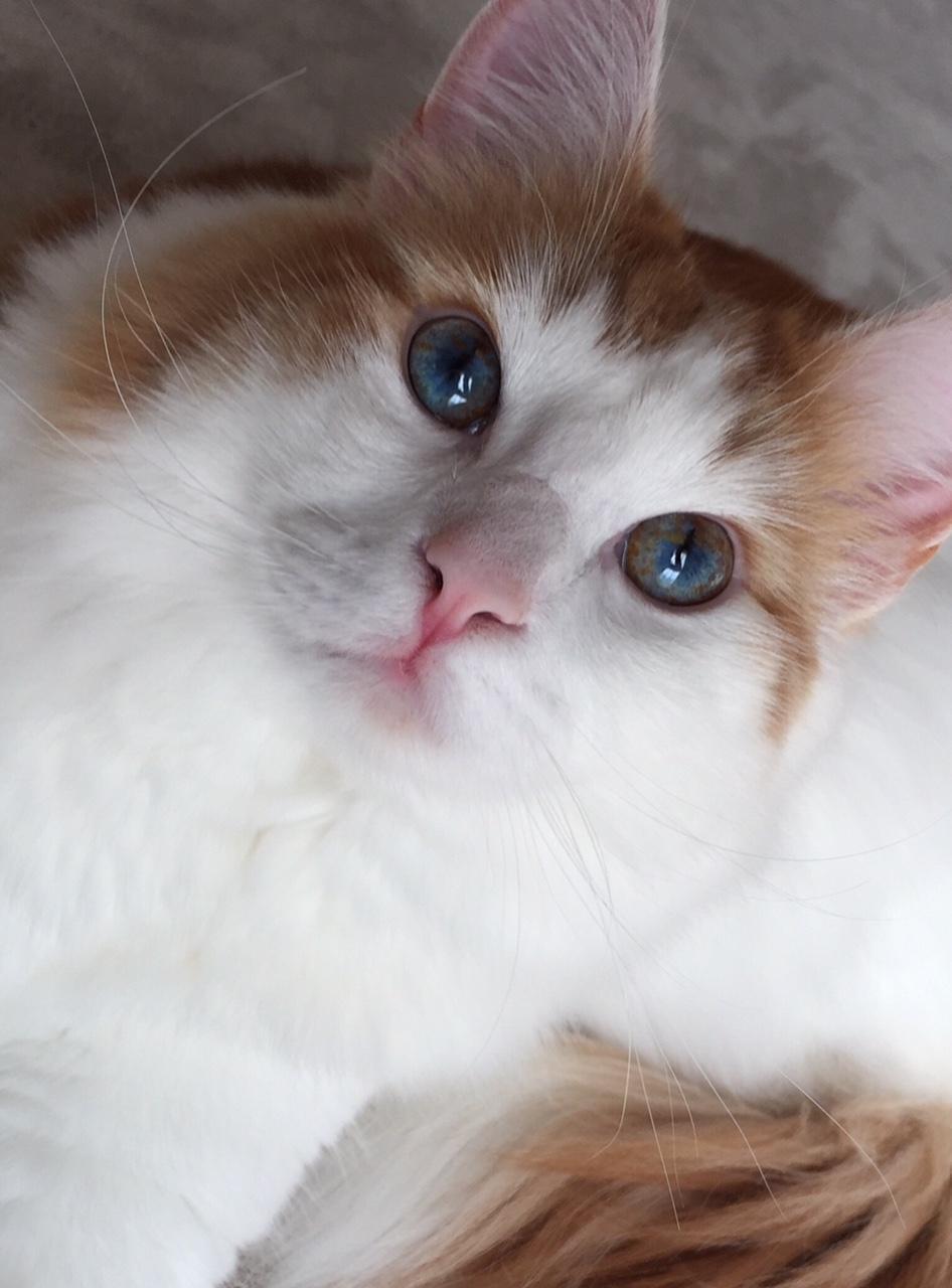 わんにゃんサイトの猫の写真