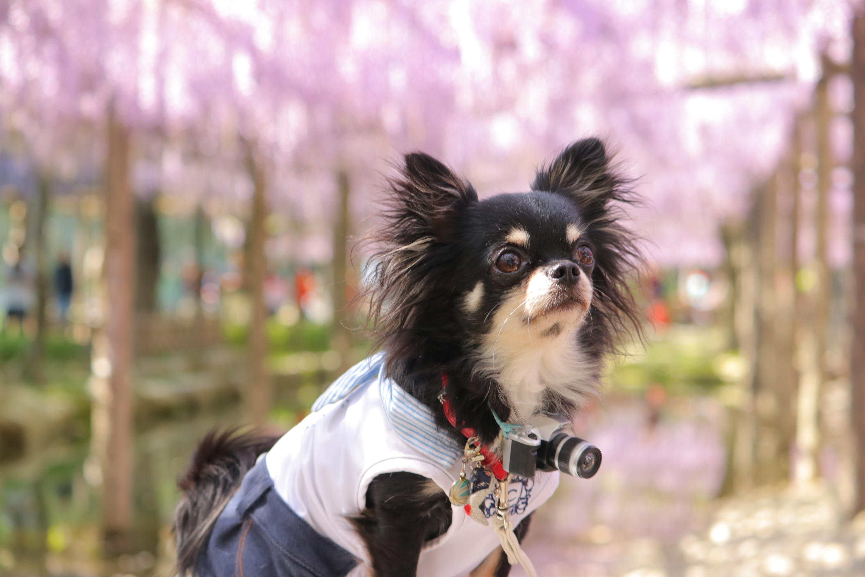 わんにゃんサイトの犬の写真