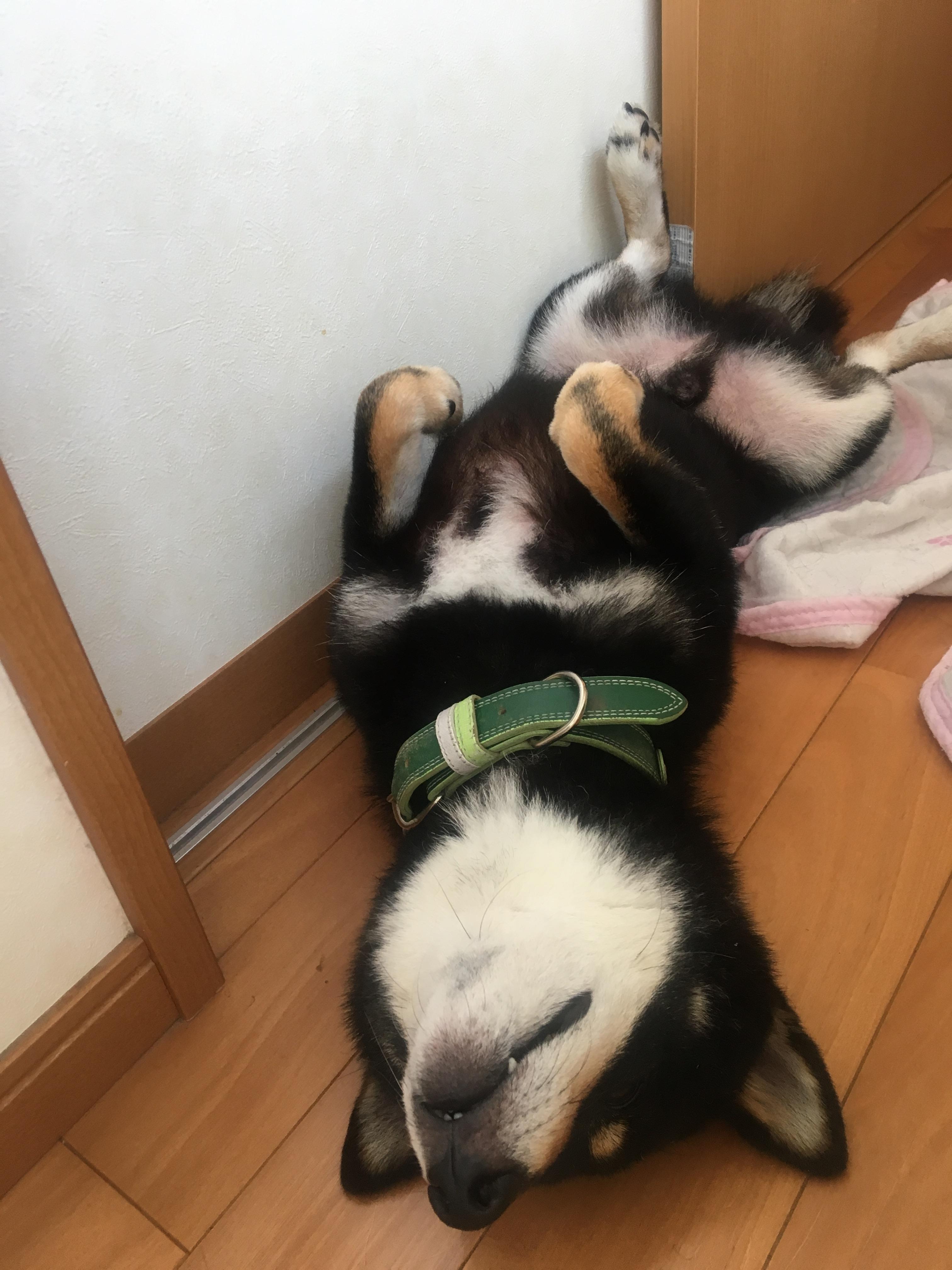 わんにゃんサイトの犬の写真