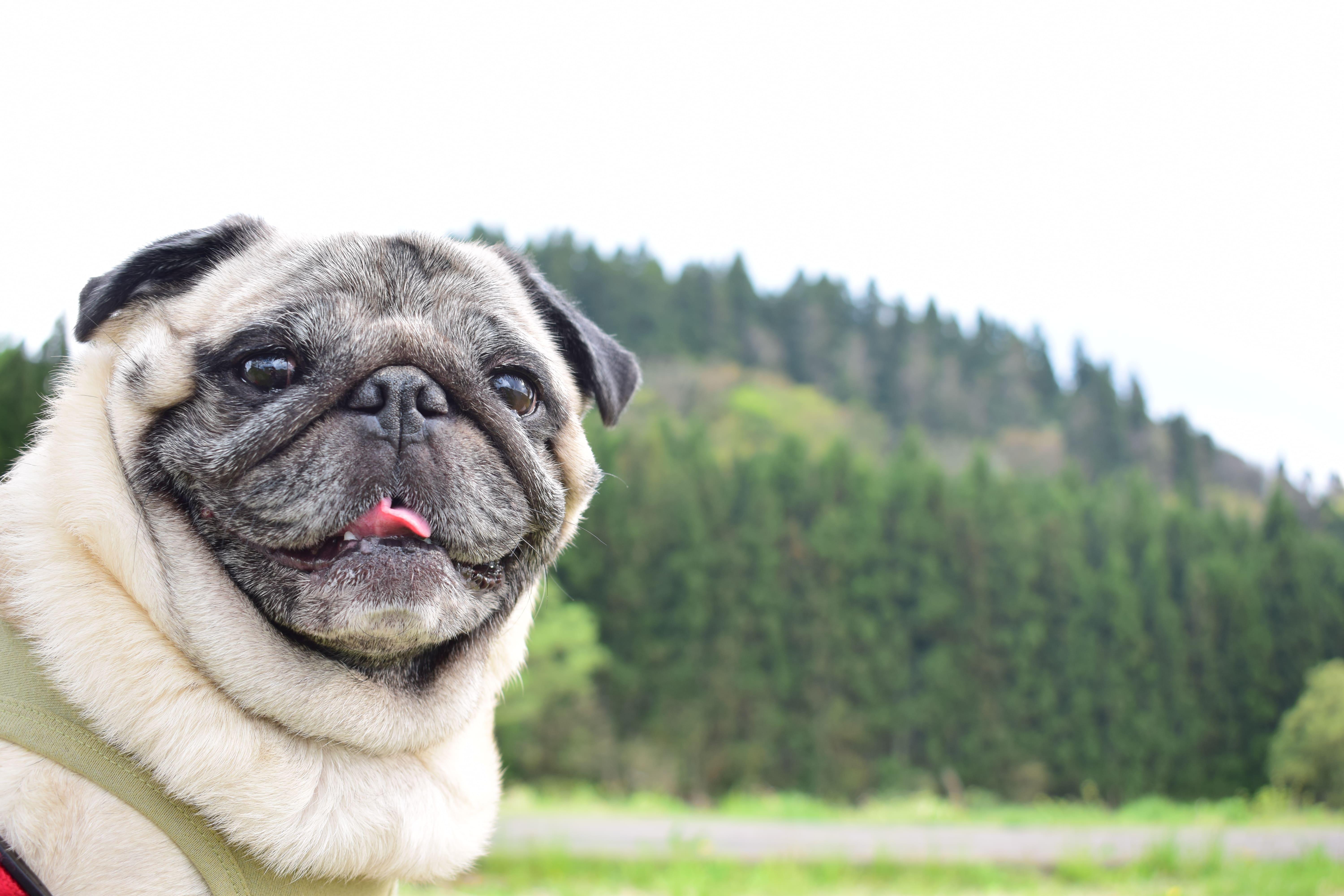 わんにゃんサイトの犬の写真