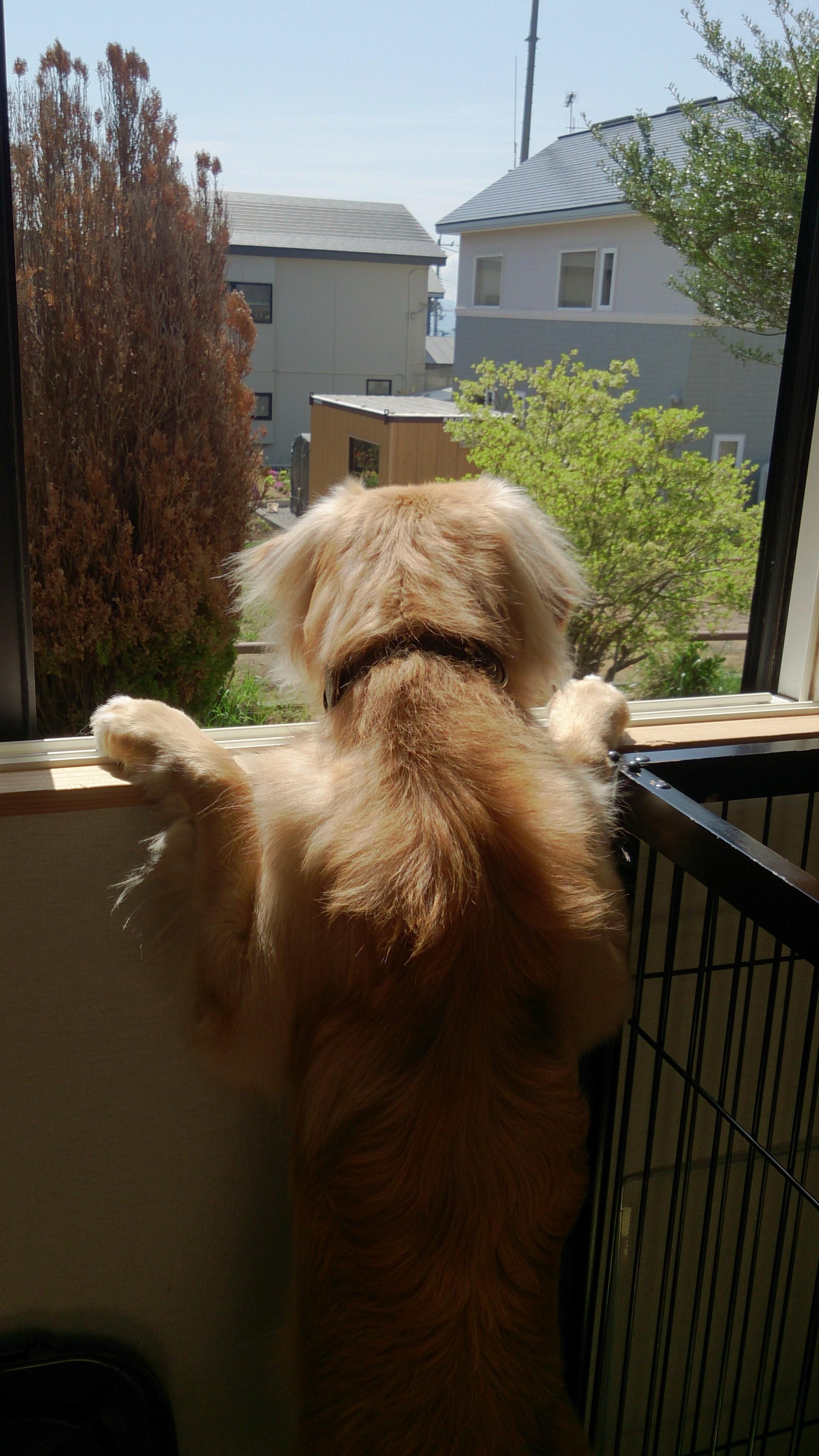 わんにゃんサイトの犬の写真