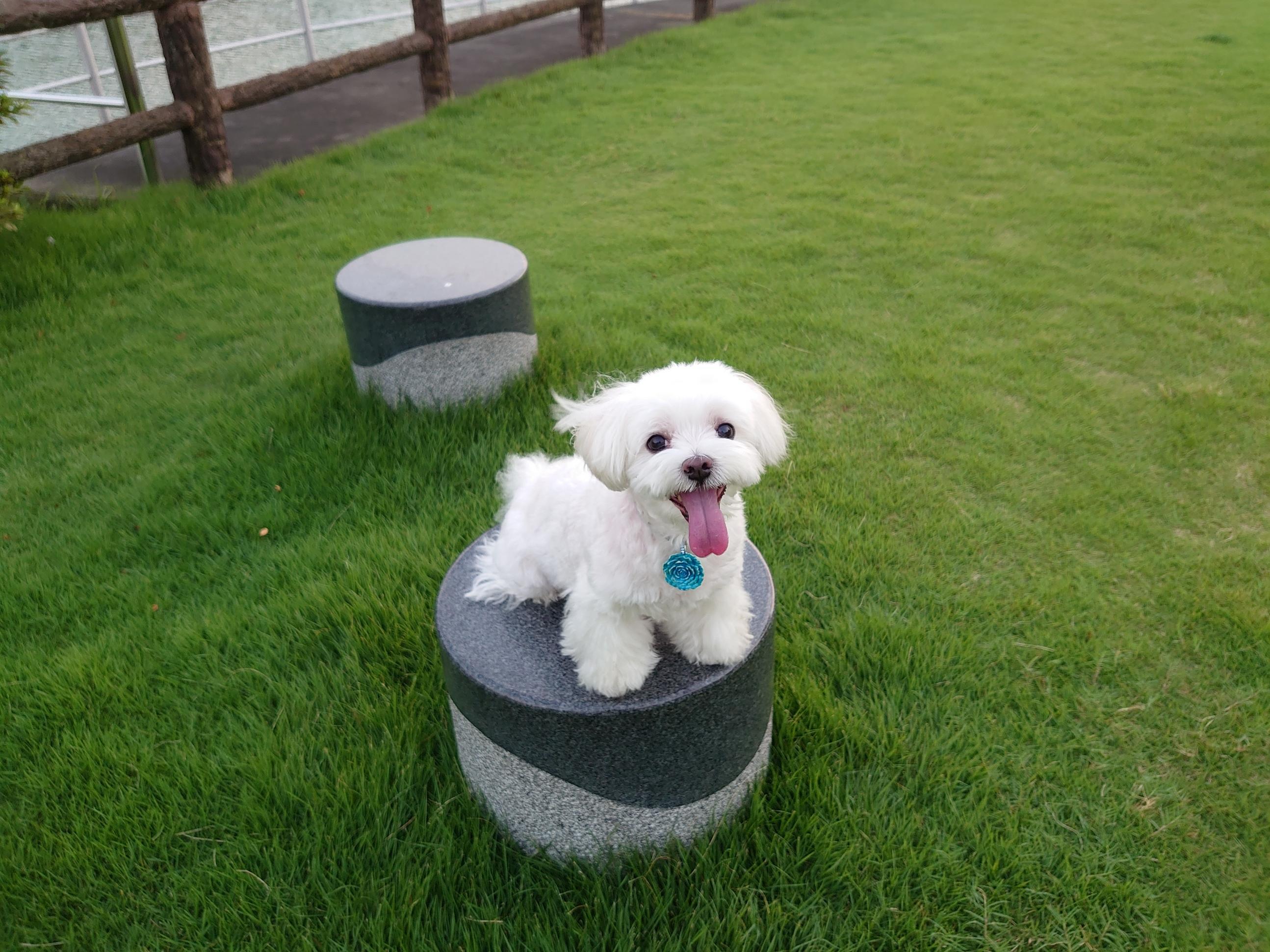 わんにゃんサイトの犬の写真