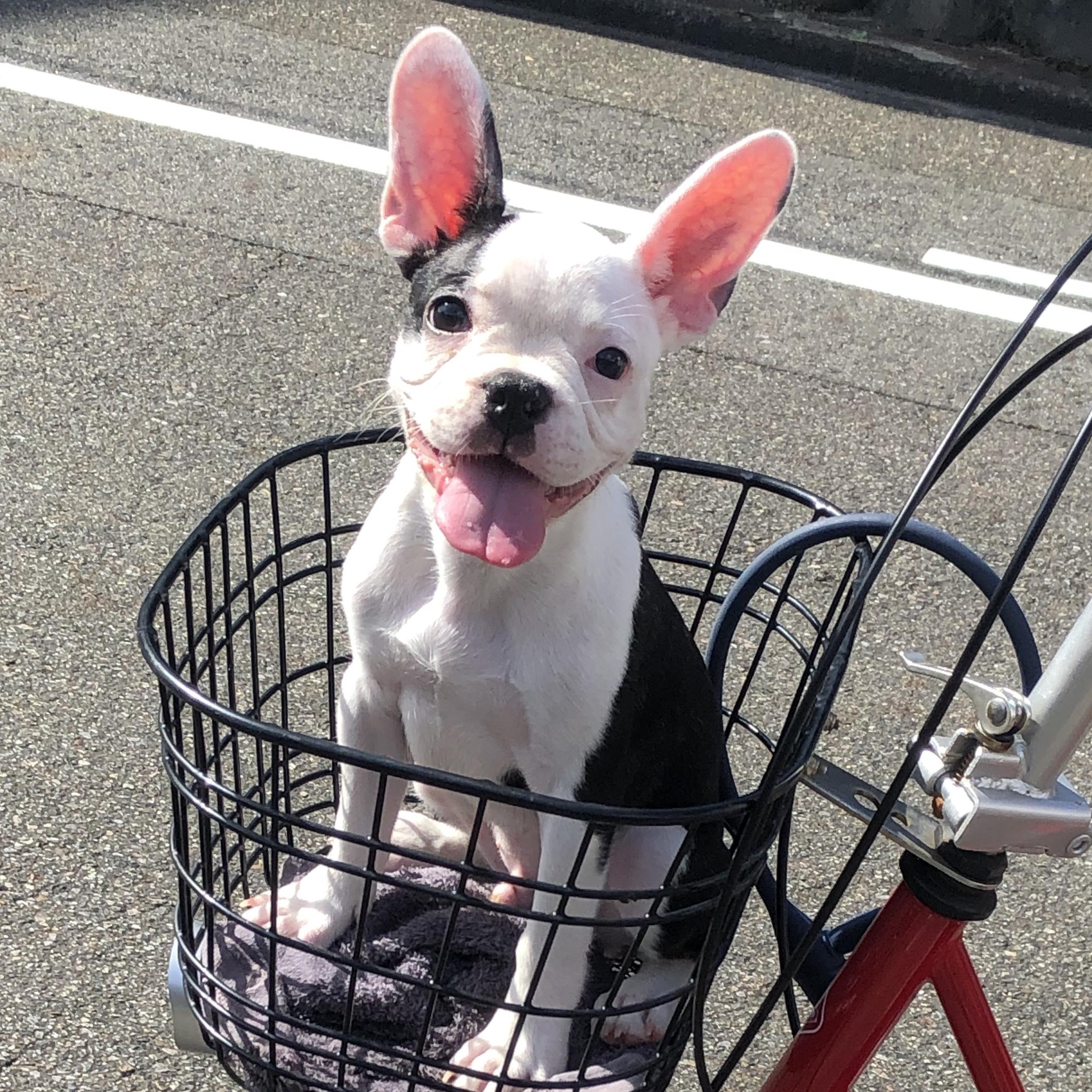 わんにゃんサイトの犬の写真