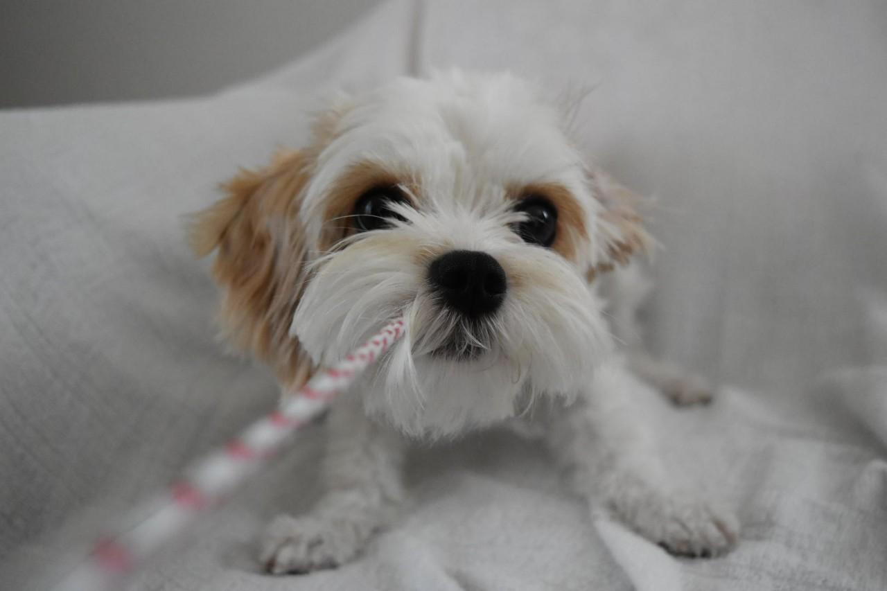 わんにゃんサイトの犬の写真