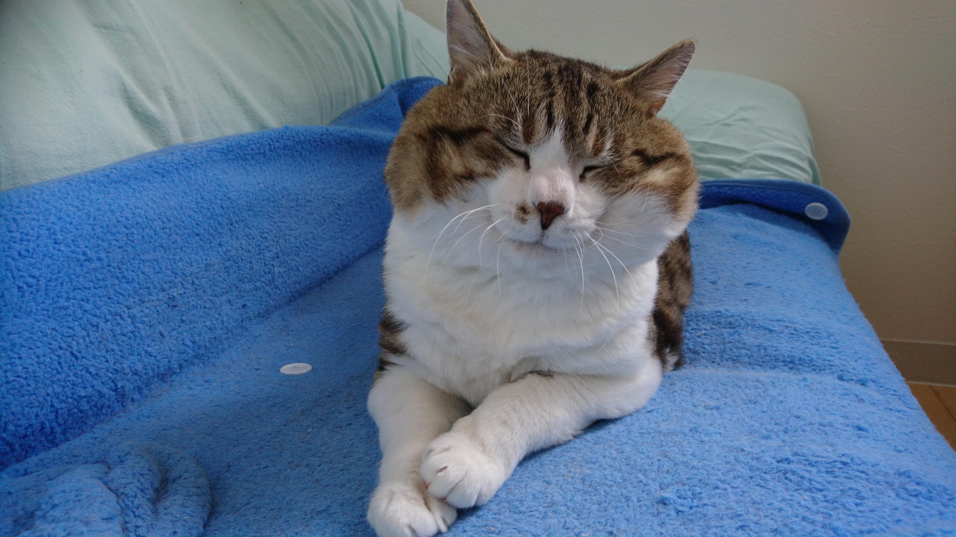 わんにゃんサイトの猫の写真