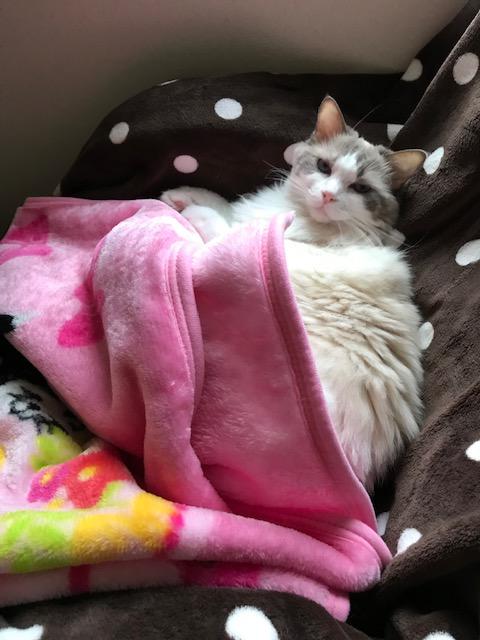 わんにゃんサイトの猫の写真