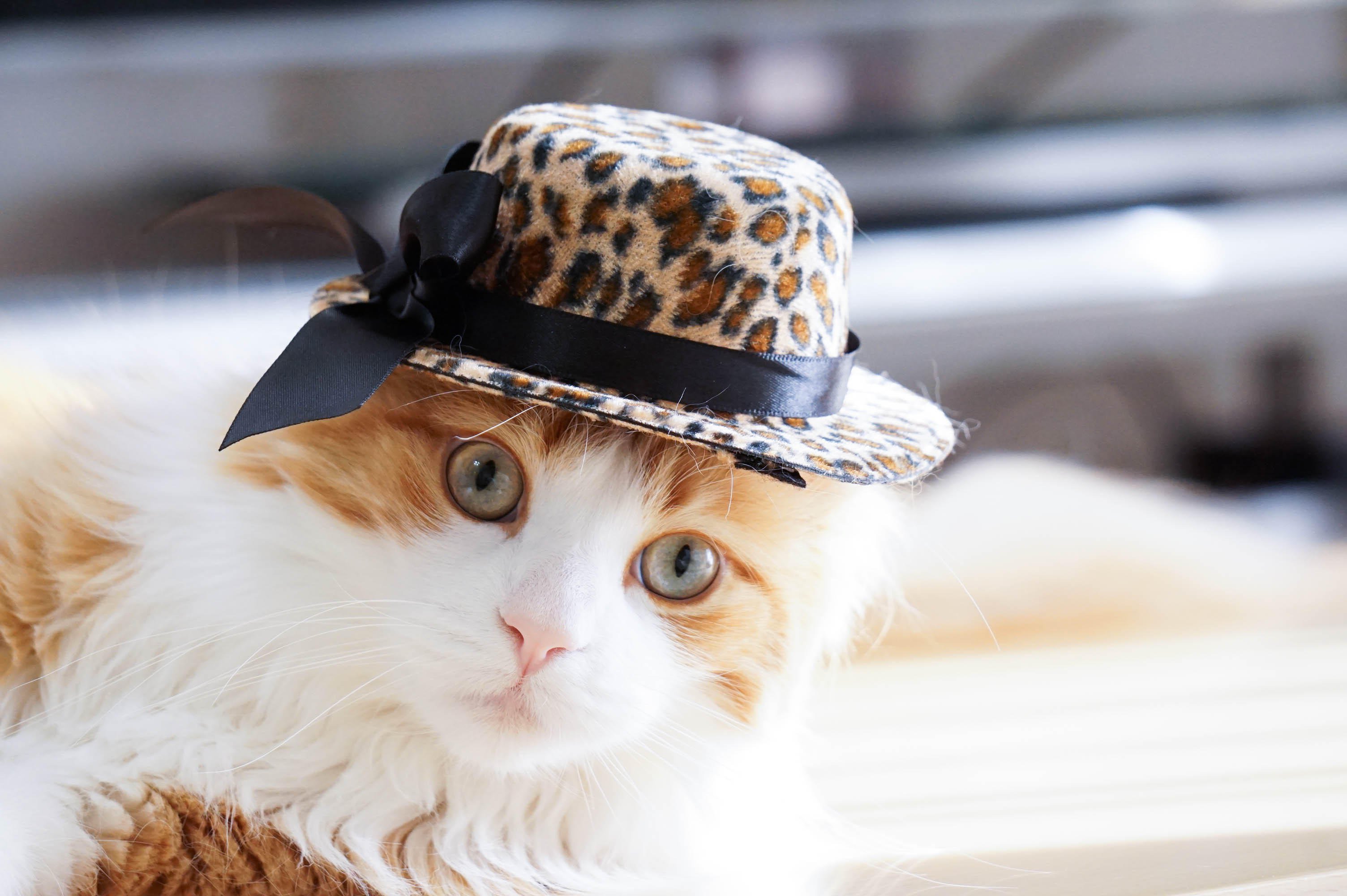 わんにゃんサイトの猫の写真