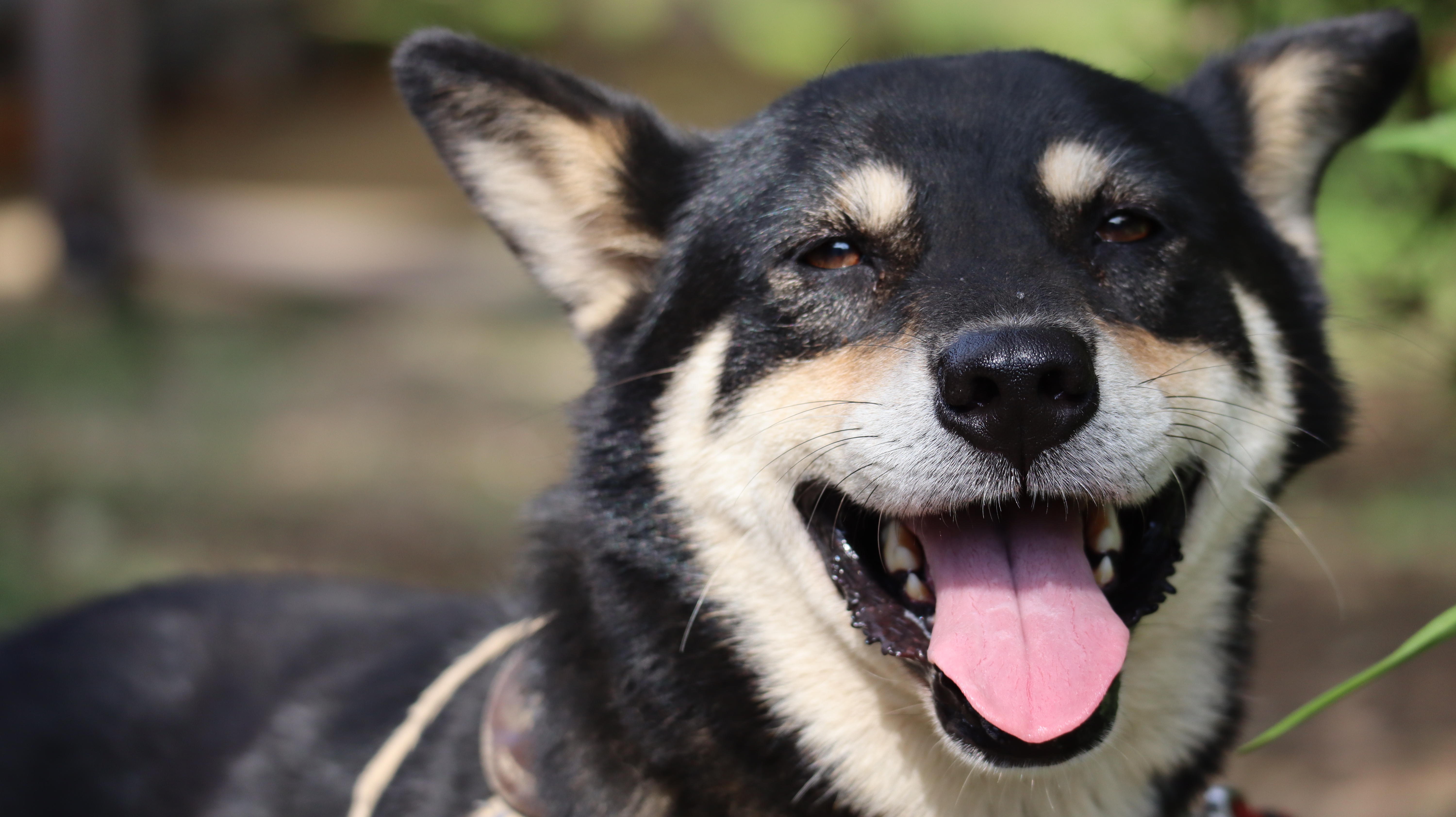 わんにゃんサイトの犬の写真