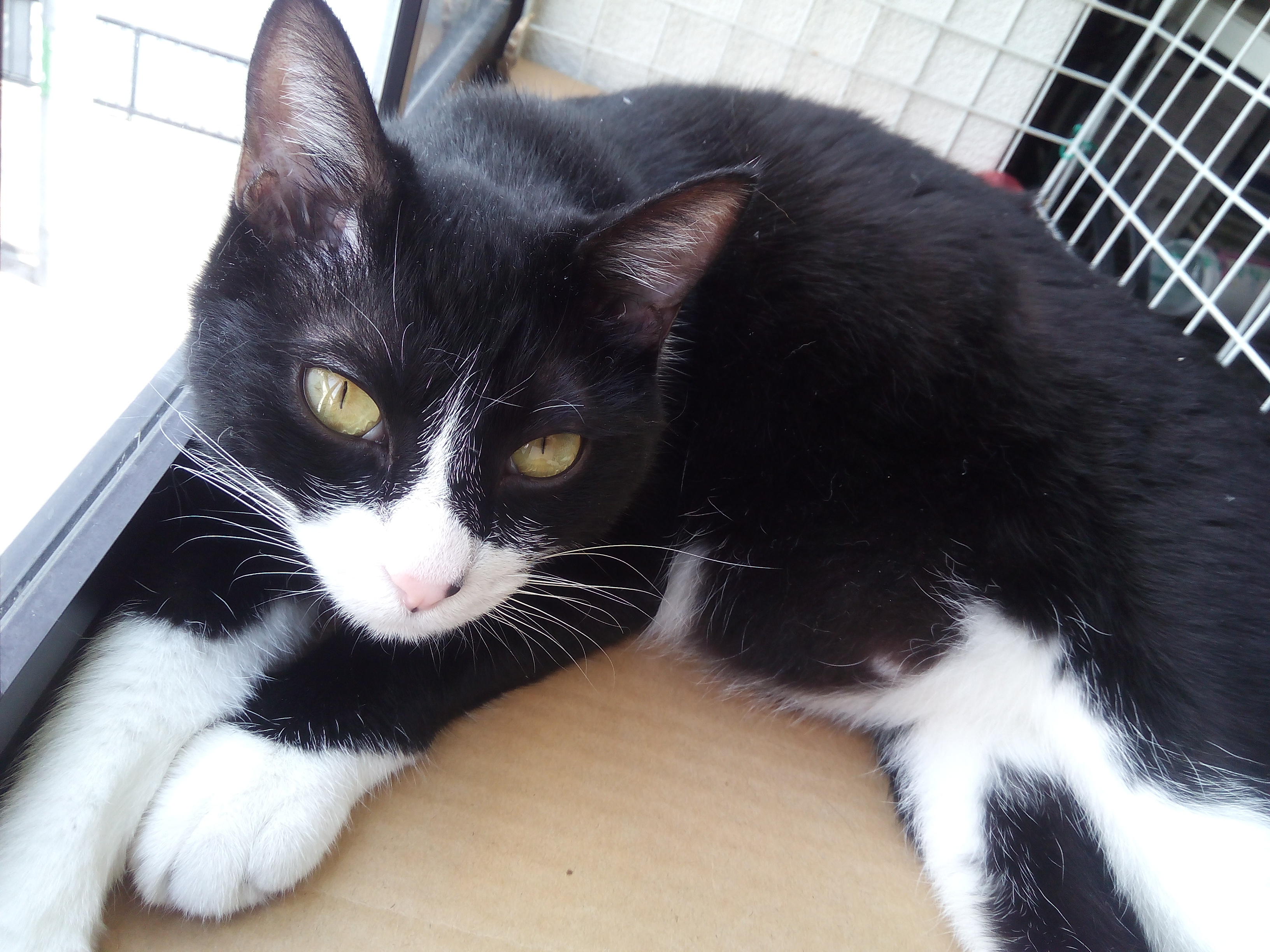 わんにゃんサイトの猫の写真