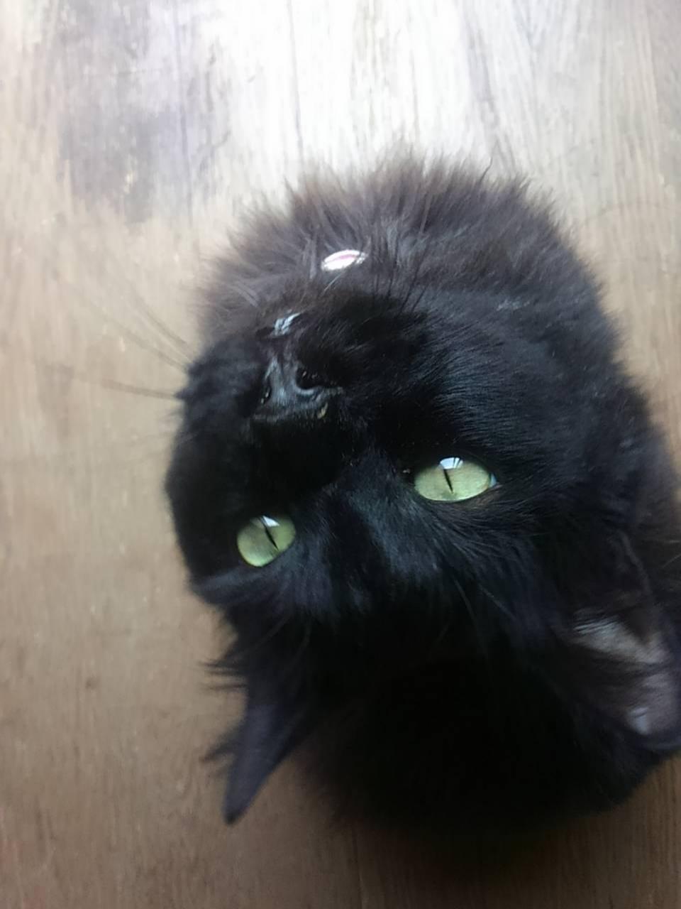 わんにゃんサイトの猫の写真