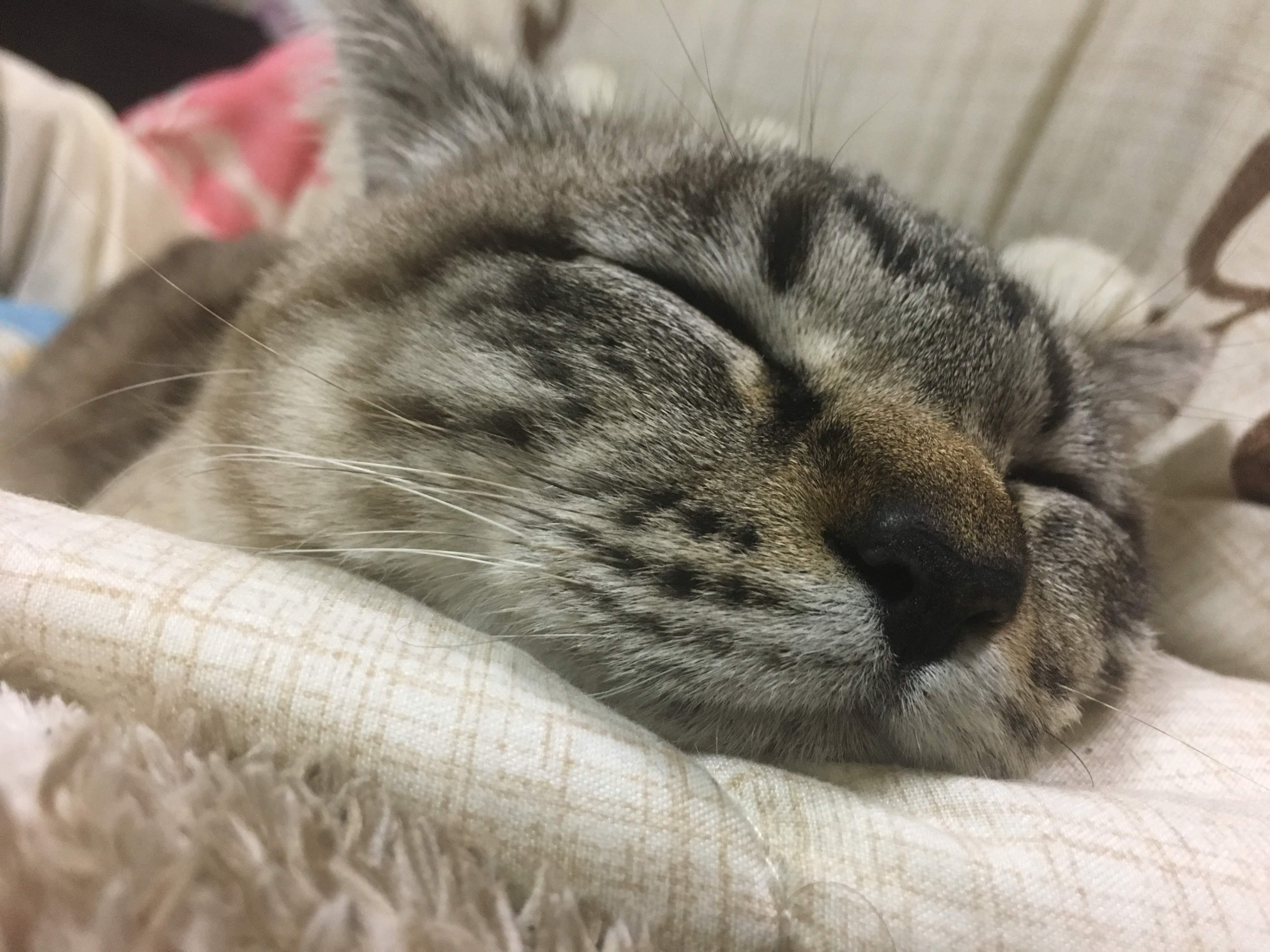 わんにゃんサイトの猫の写真