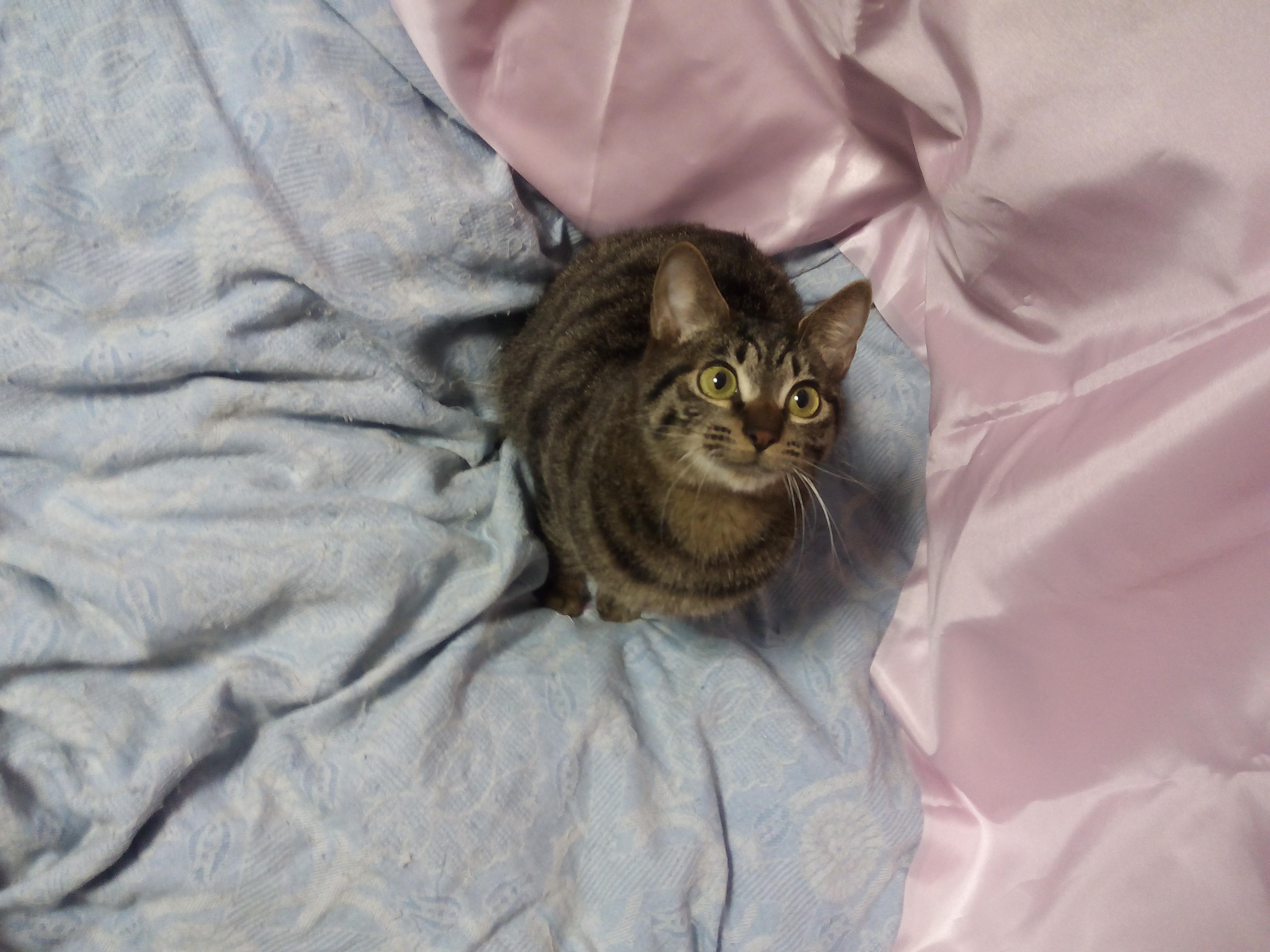 わんにゃんサイトの猫の写真