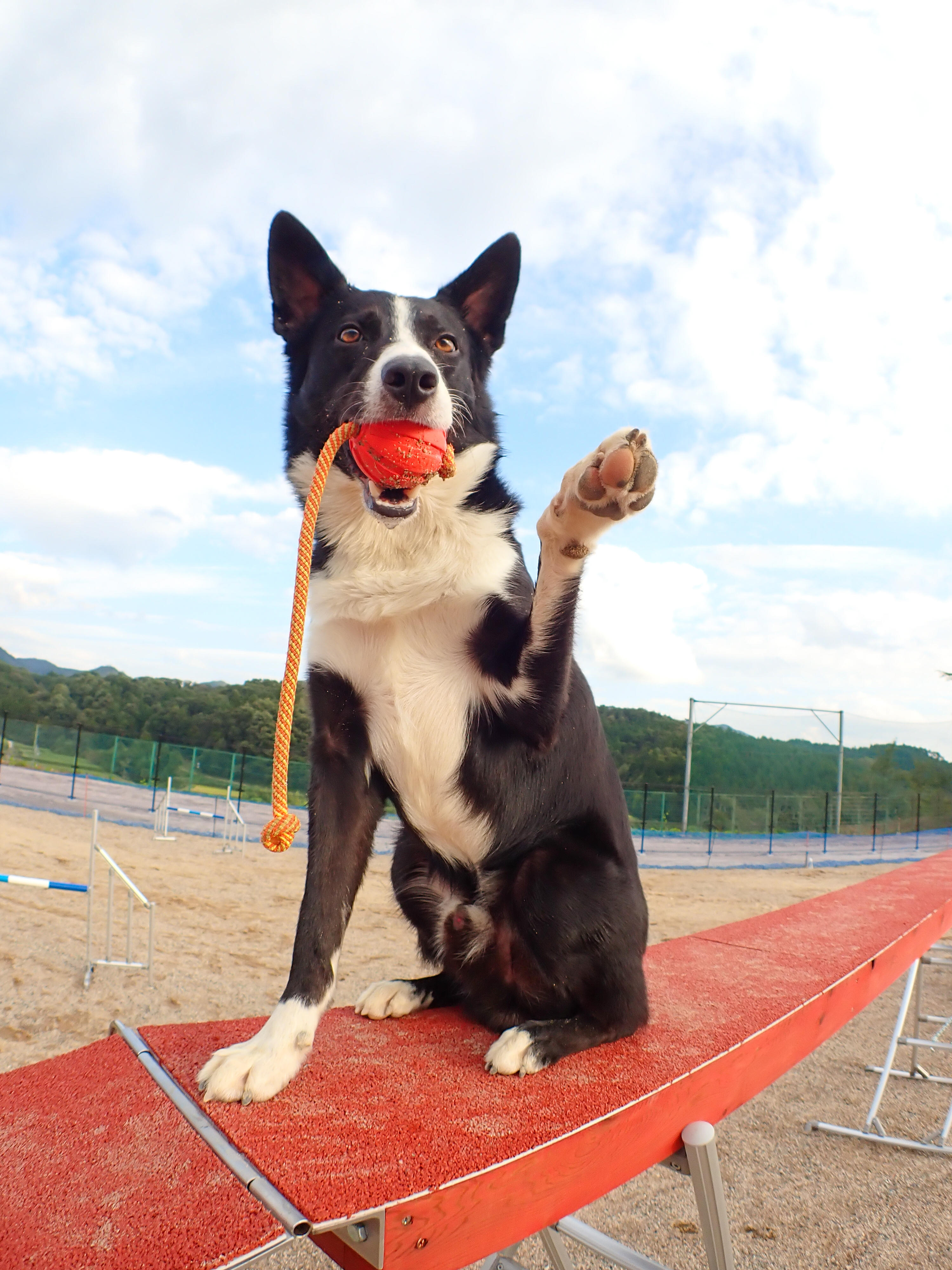 わんにゃんサイトの犬の写真