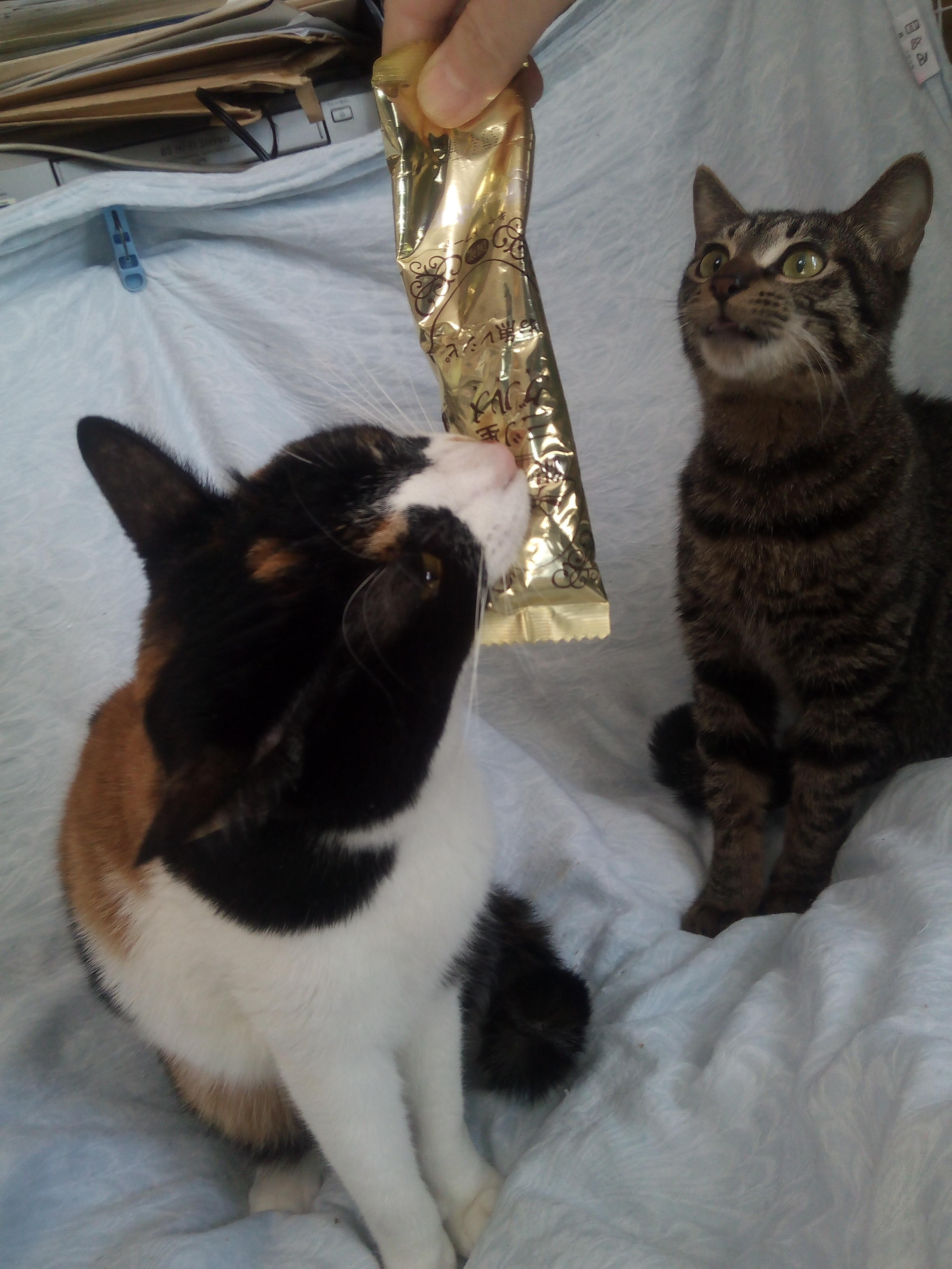 わんにゃんサイトの猫の写真