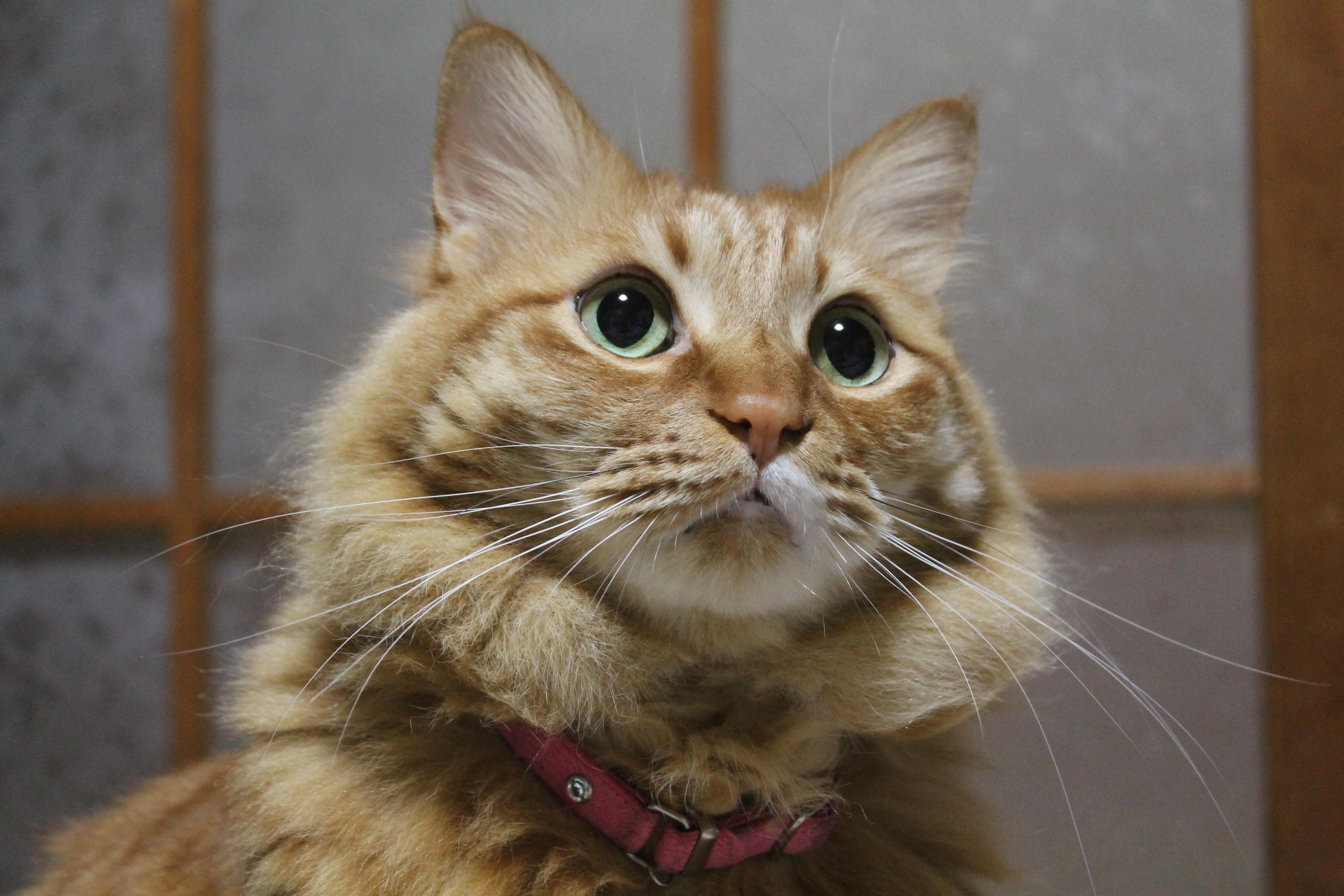 わんにゃんサイトの猫の写真