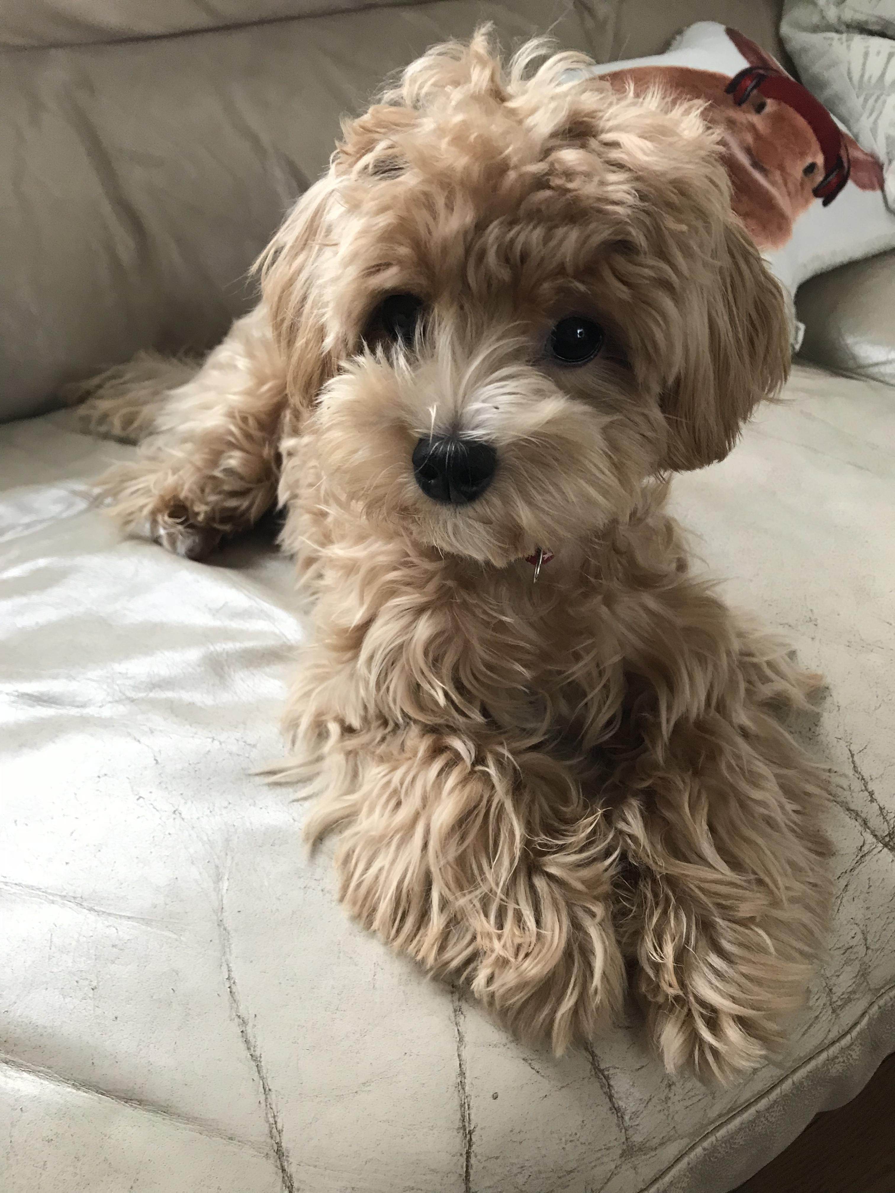 わんにゃんサイトの犬の写真