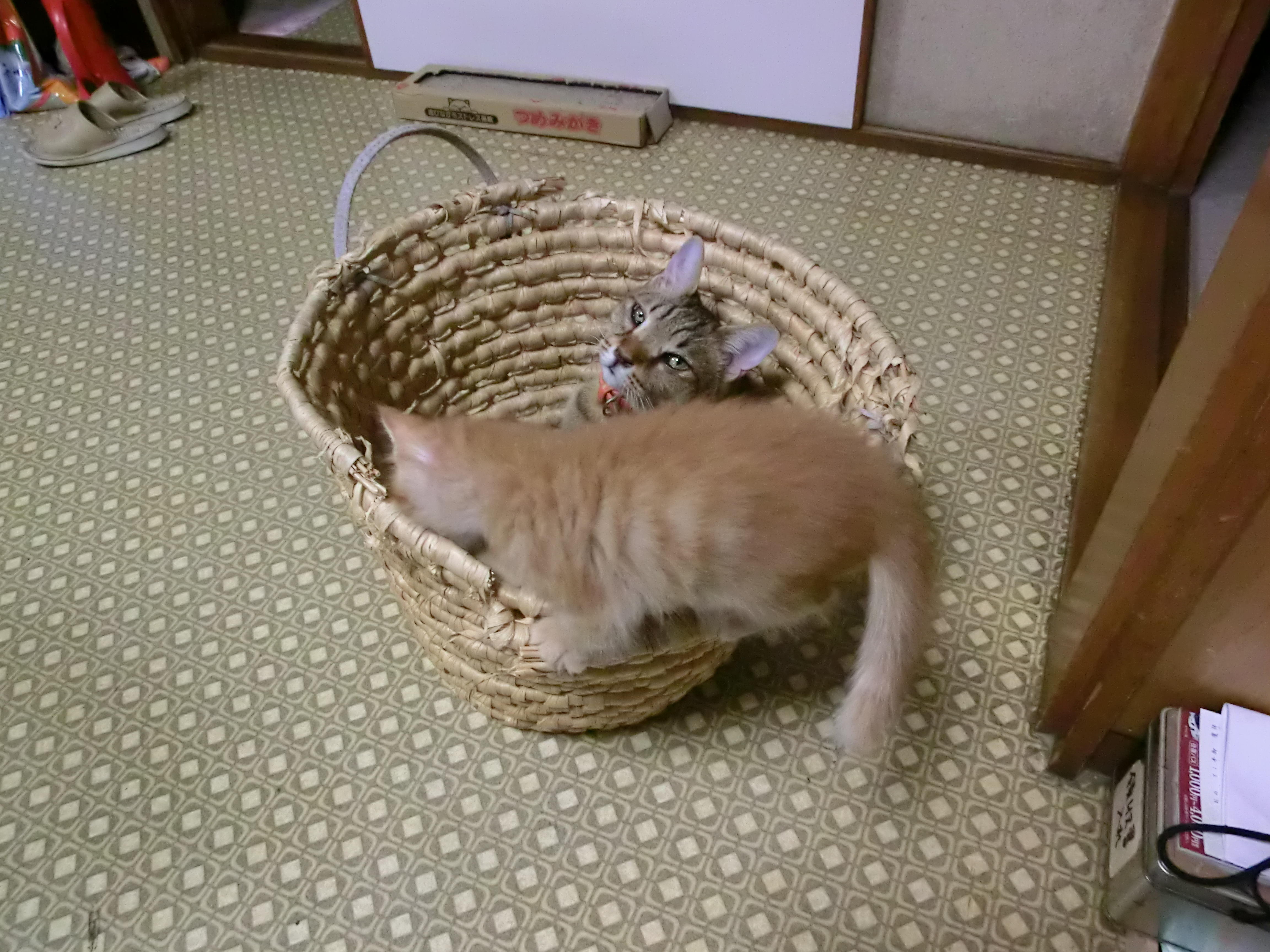 わんにゃんサイトの猫の写真