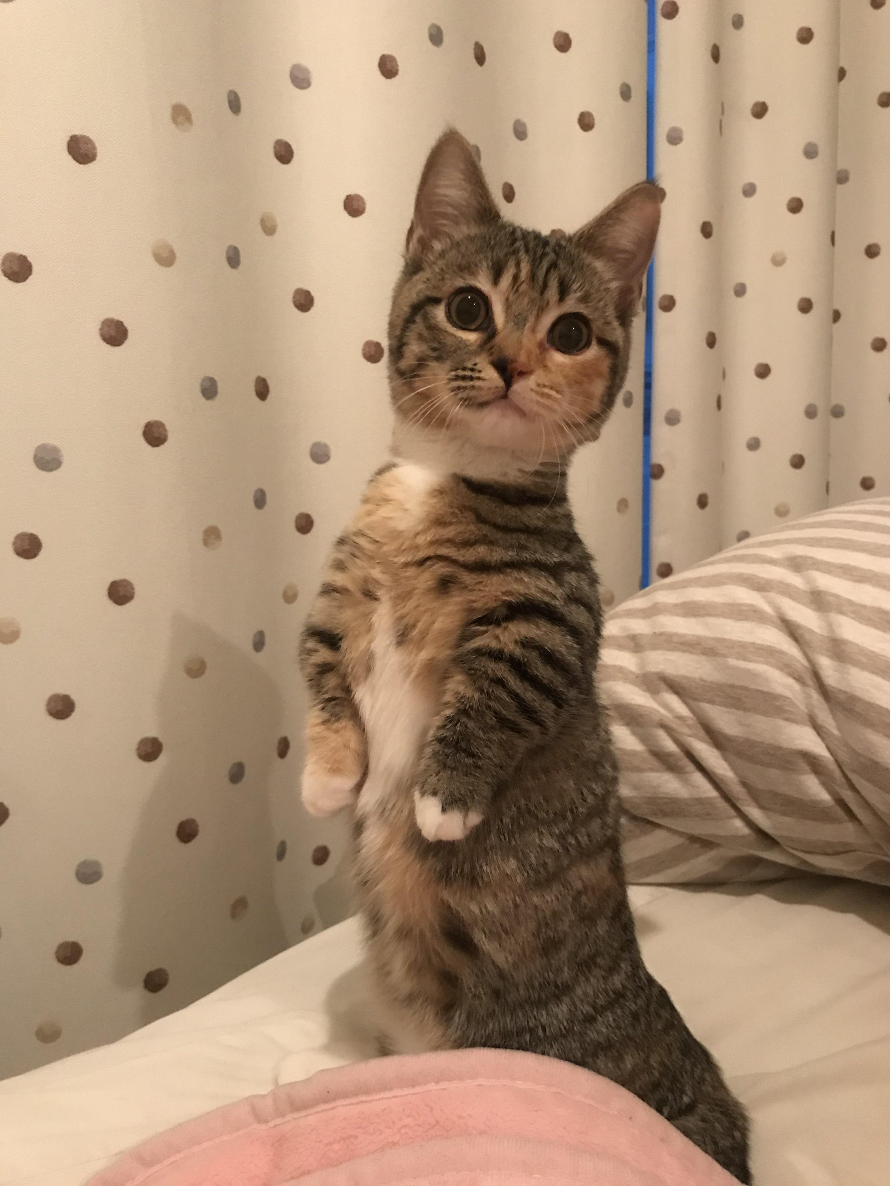 わんにゃんサイトの猫の写真