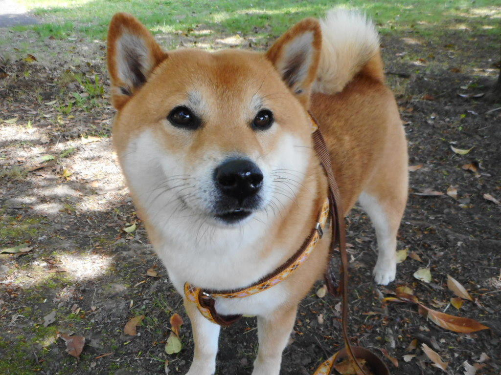 わんにゃんサイトの犬の写真