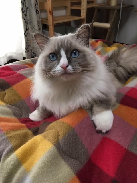 わんにゃんサイトの猫の写真