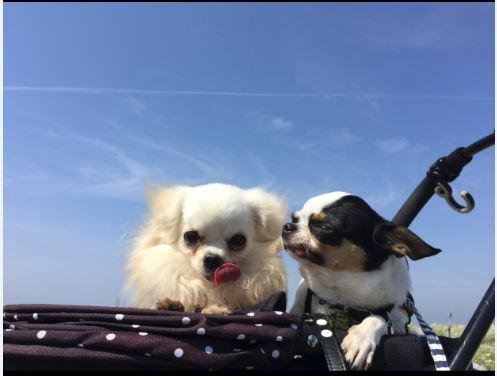 わんにゃんサイトの犬の写真