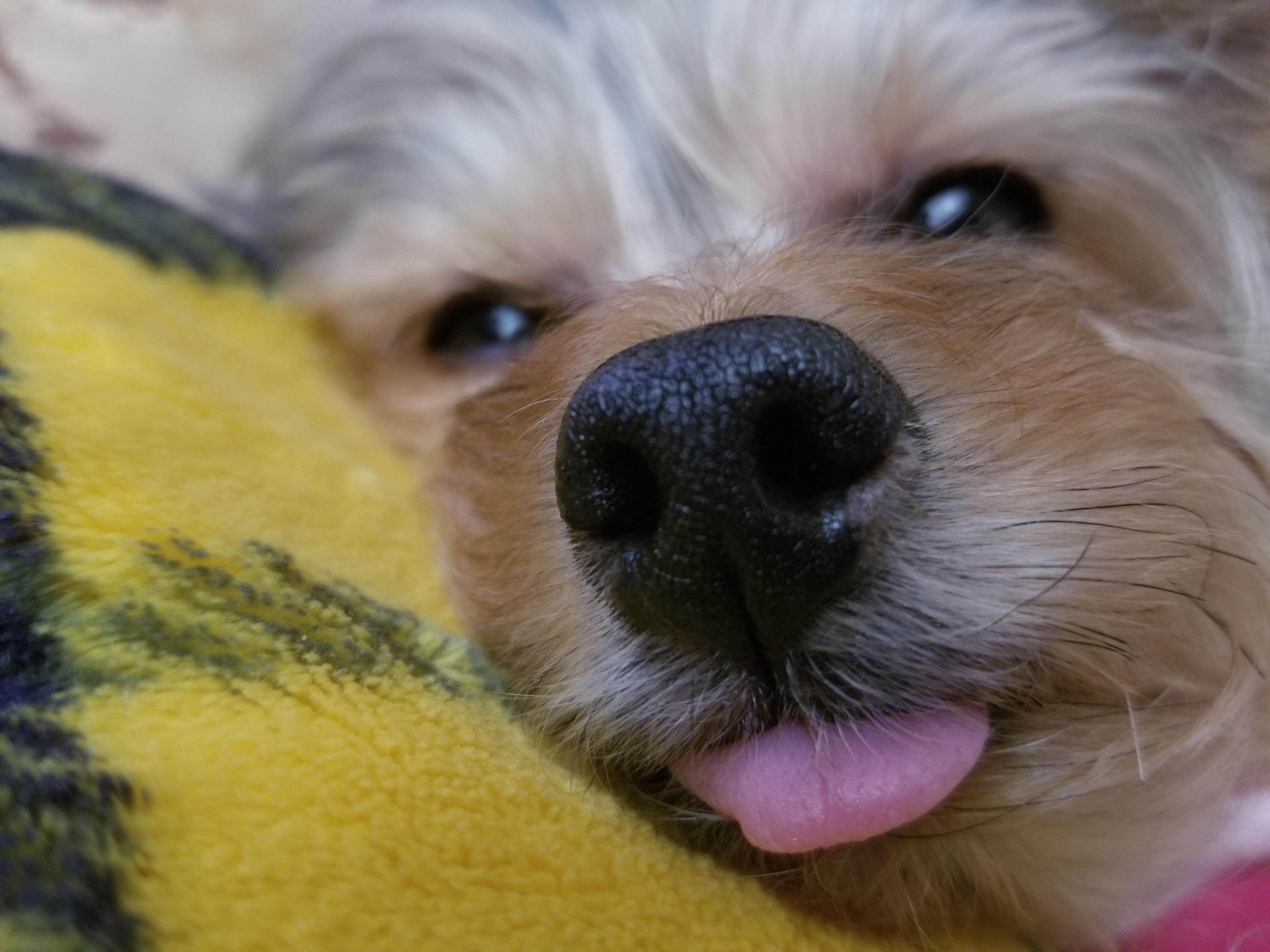 わんにゃんサイトの犬の写真